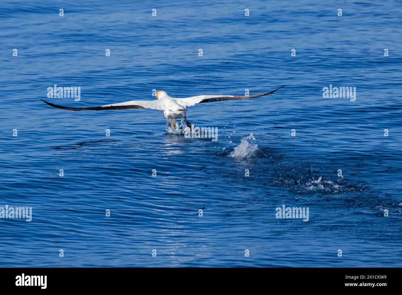 Gannet Australasiano (Morus serrator) nel Parco Marino del Golfo di Hauraki, Auckland, nuova Zelanda  osservato durante il viaggio di avvistamento dei delfini. Foto Stock