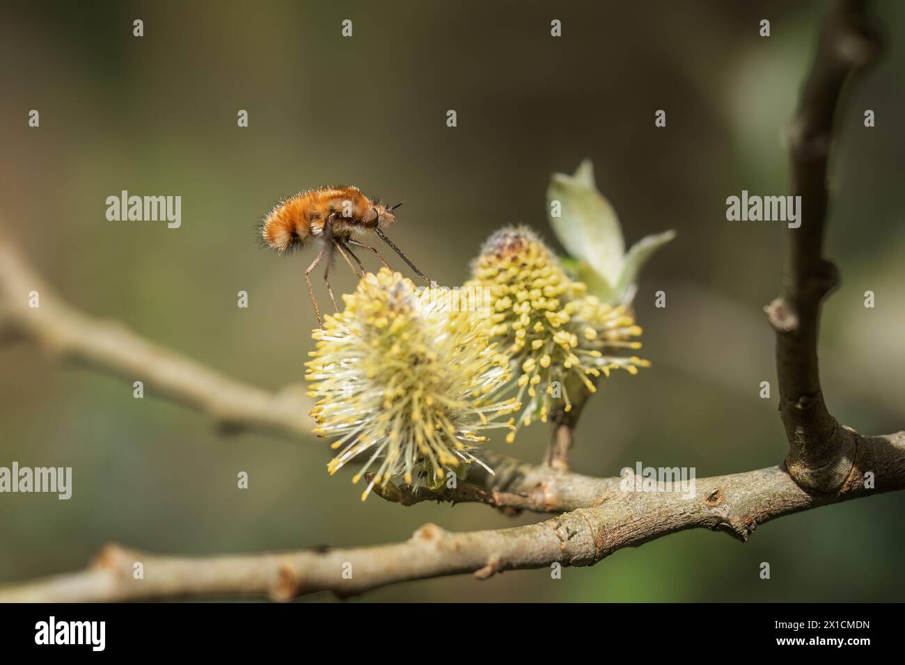 Bee-fly, Bombylius, nutriti dal catkin. Primavera, Regno Unito. Foto Stock