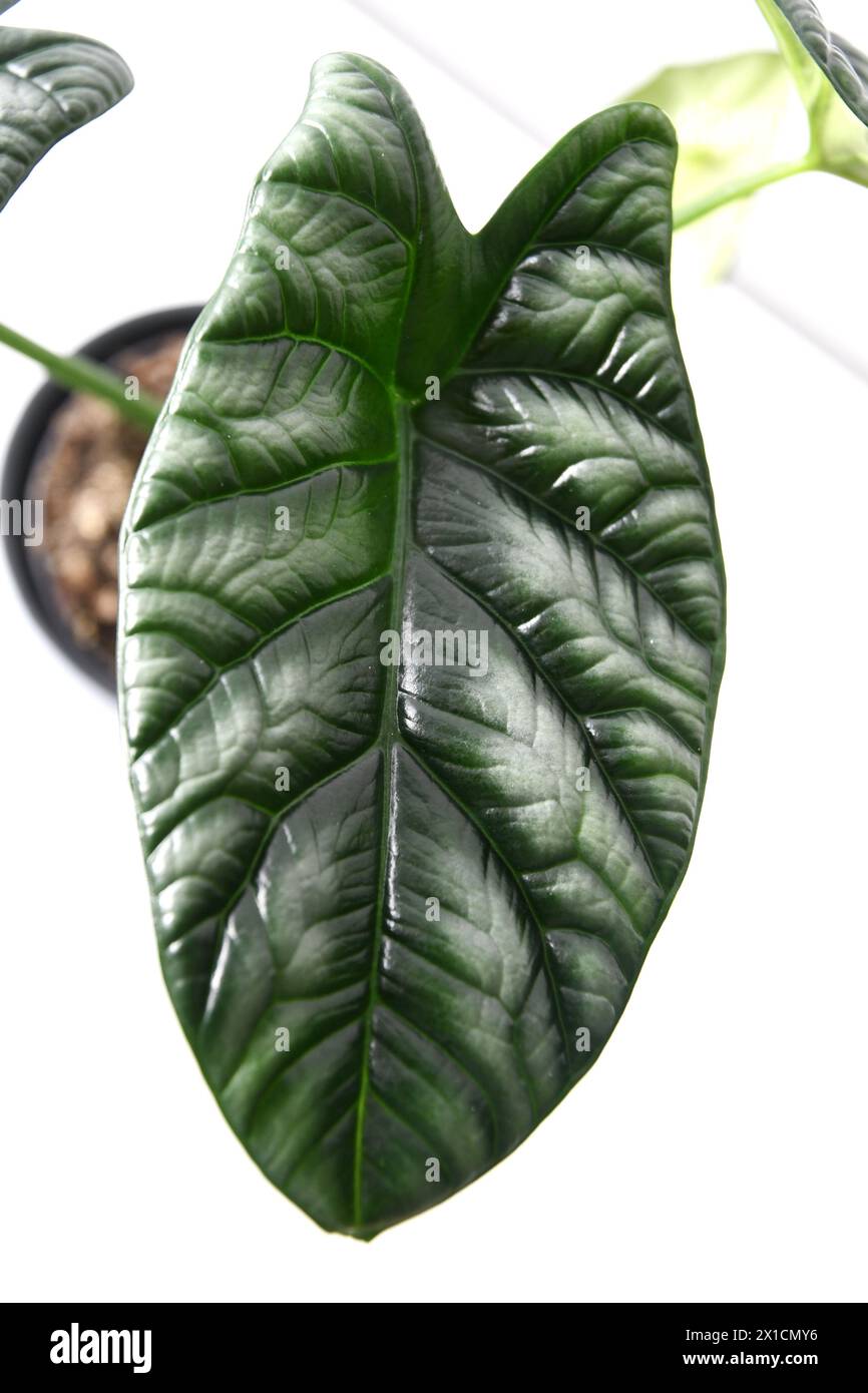 Pianta di casa di Alocasia con foglie d'argento e verdi. Impianto al chiuso isolato su sfondo bianco. Primo piano con orientamento verticale. Foto Stock