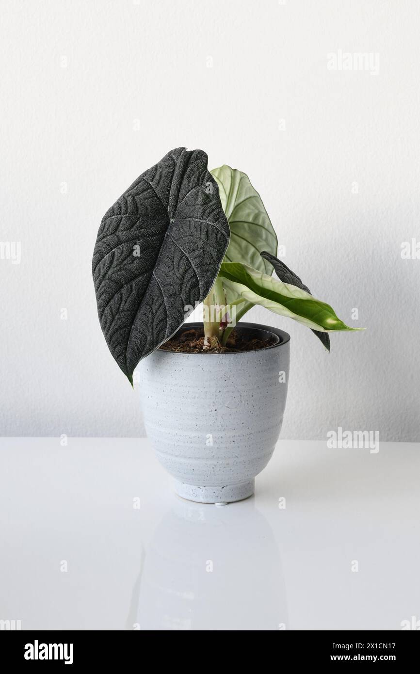 Alocasia rugosa o Alocasia melo, pianta di casa con foglie spesse e ruvide. Piantare in un recipiente di ceramica isolato su sfondo bianco. Orientamento orizzontale. Foto Stock