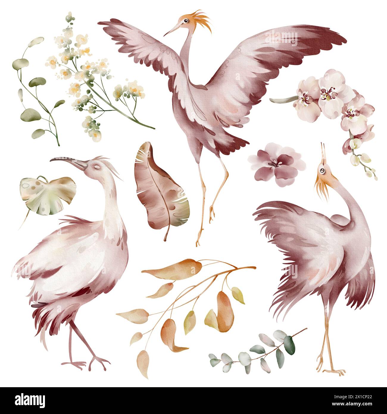 Uccelli rosa Ibis. Elementi di acquerello di uccelli tropicali, fiori e piante. Piante di banane e orchidee, fenicottero australiano su sfondo bianco. Foto Stock