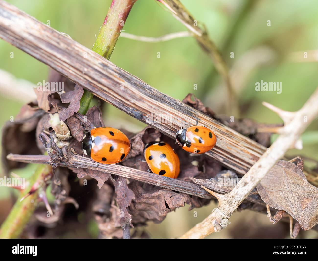 Un primo piano di tre sette ladybirds macchiati, detti coccinellidae, in una siepe. REGNO UNITO. Foto Stock