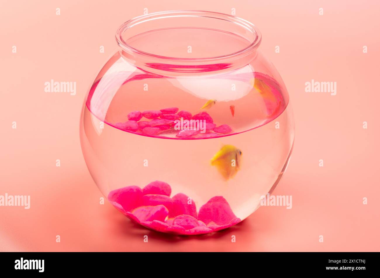 Piccolo acquario per pesci su sfondo rosa vista laterale Foto Stock