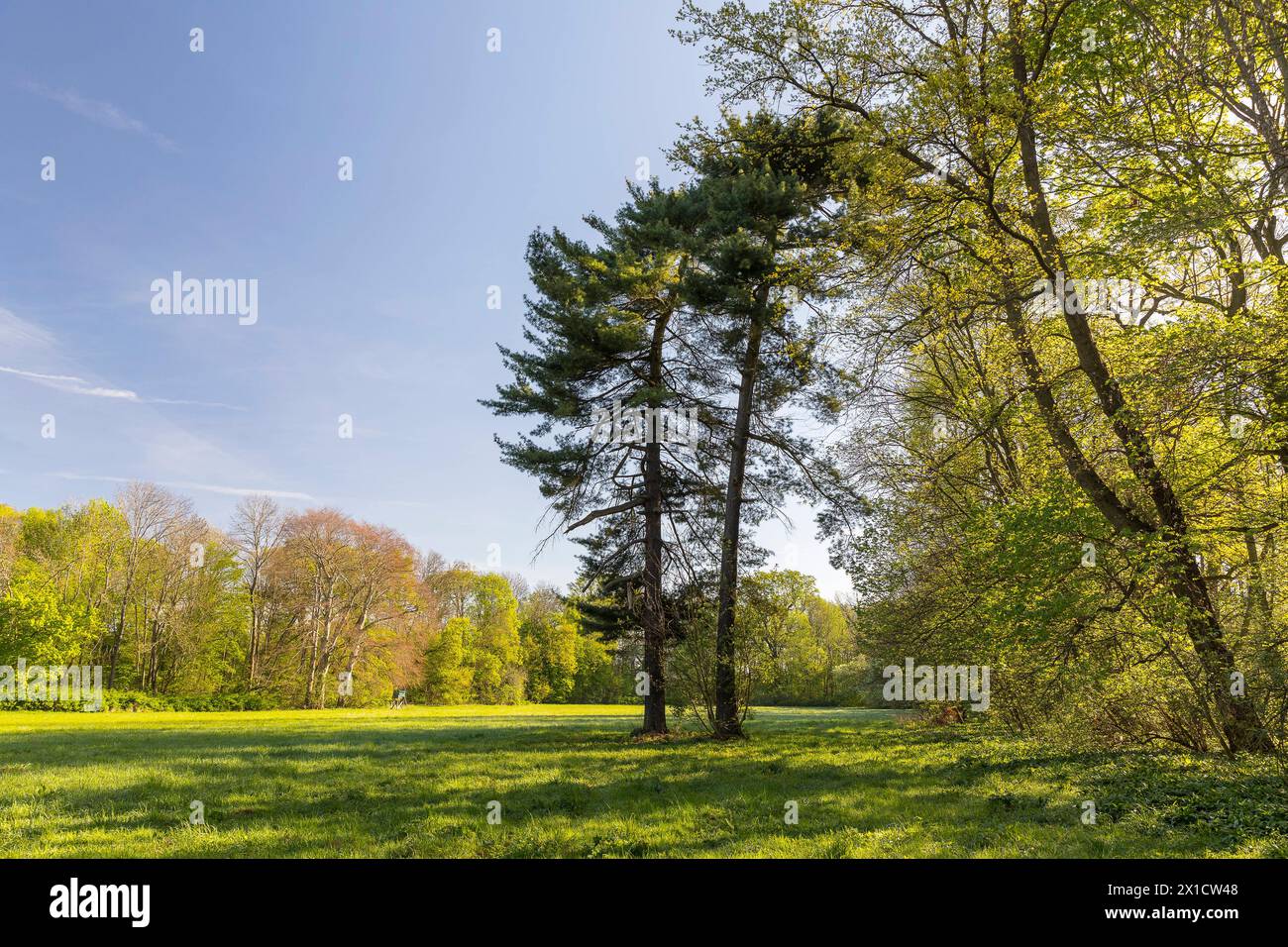 alte Gehölze im Park Imnitz, Zwenkau, Sachsen, Deutschland *** vecchi alberi nel Parco Imnitz, Zwenkau, Sassonia, Germania Foto Stock
