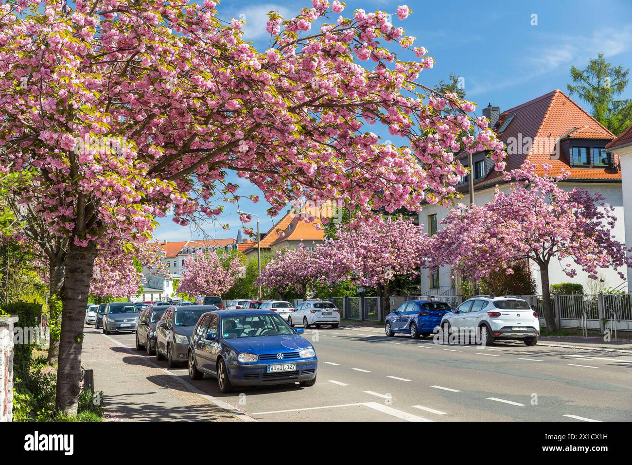 Kirschblüte im Frühling, rosa blüht die Japanische Zierkirsche Prunus serrulata auf der Holzhäuser Straße a Stötteritz, Lipsia, Sachsen, Deutschland Foto Stock