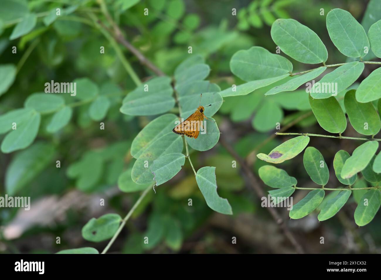 La vista di una piccola farfalla di colore giallastro appartiene al genere Potanthus noto come il dardo confuciano (Potanthus confucio) è arroccato sulla cima di una le Foto Stock