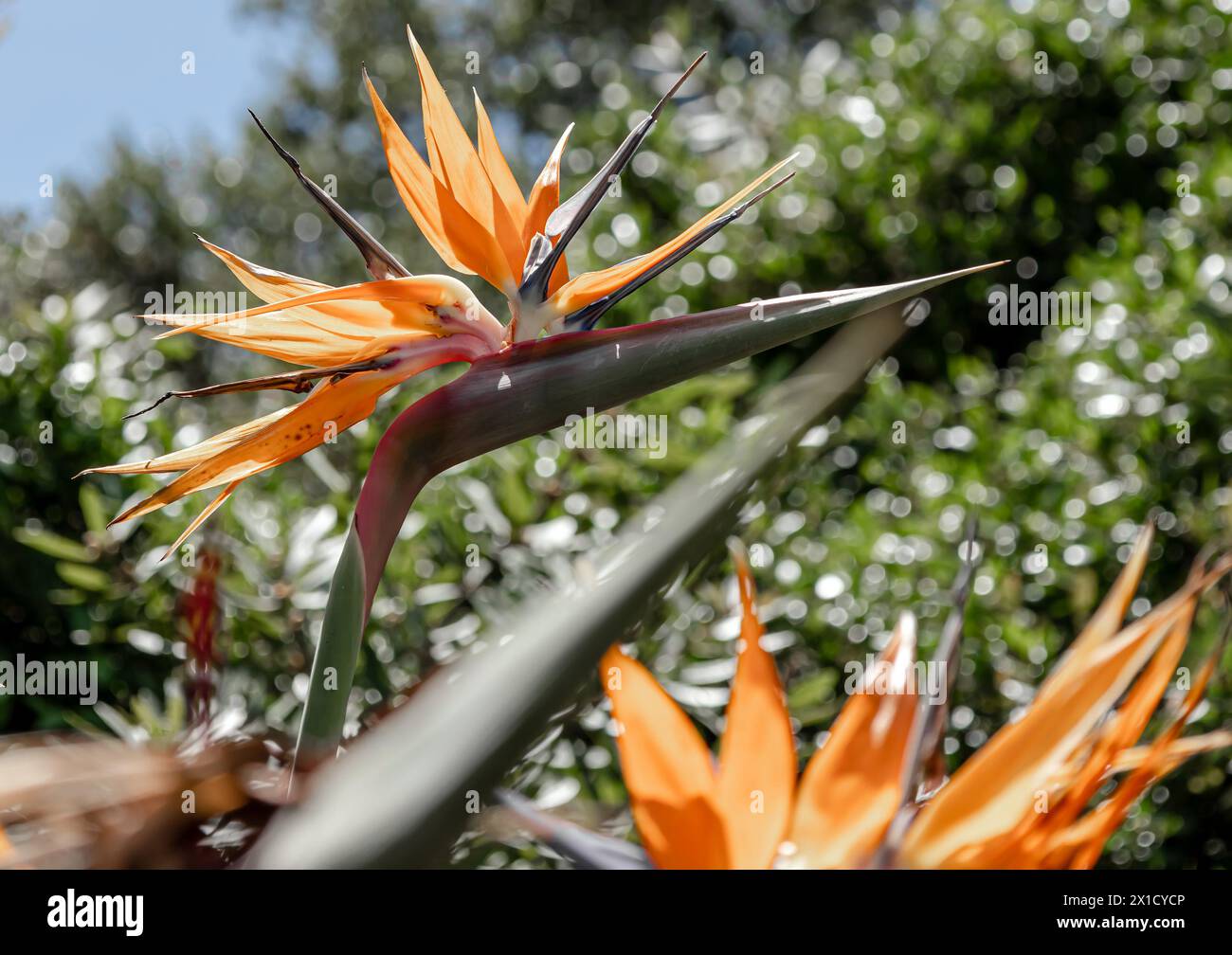 Strelitzia reginae, fiore di uccelli paradisiaci sullo sfondo di una collina e di un cielo blu. Fiori africani. Flora del Sudafrica. Incredibile creazione di natu Foto Stock