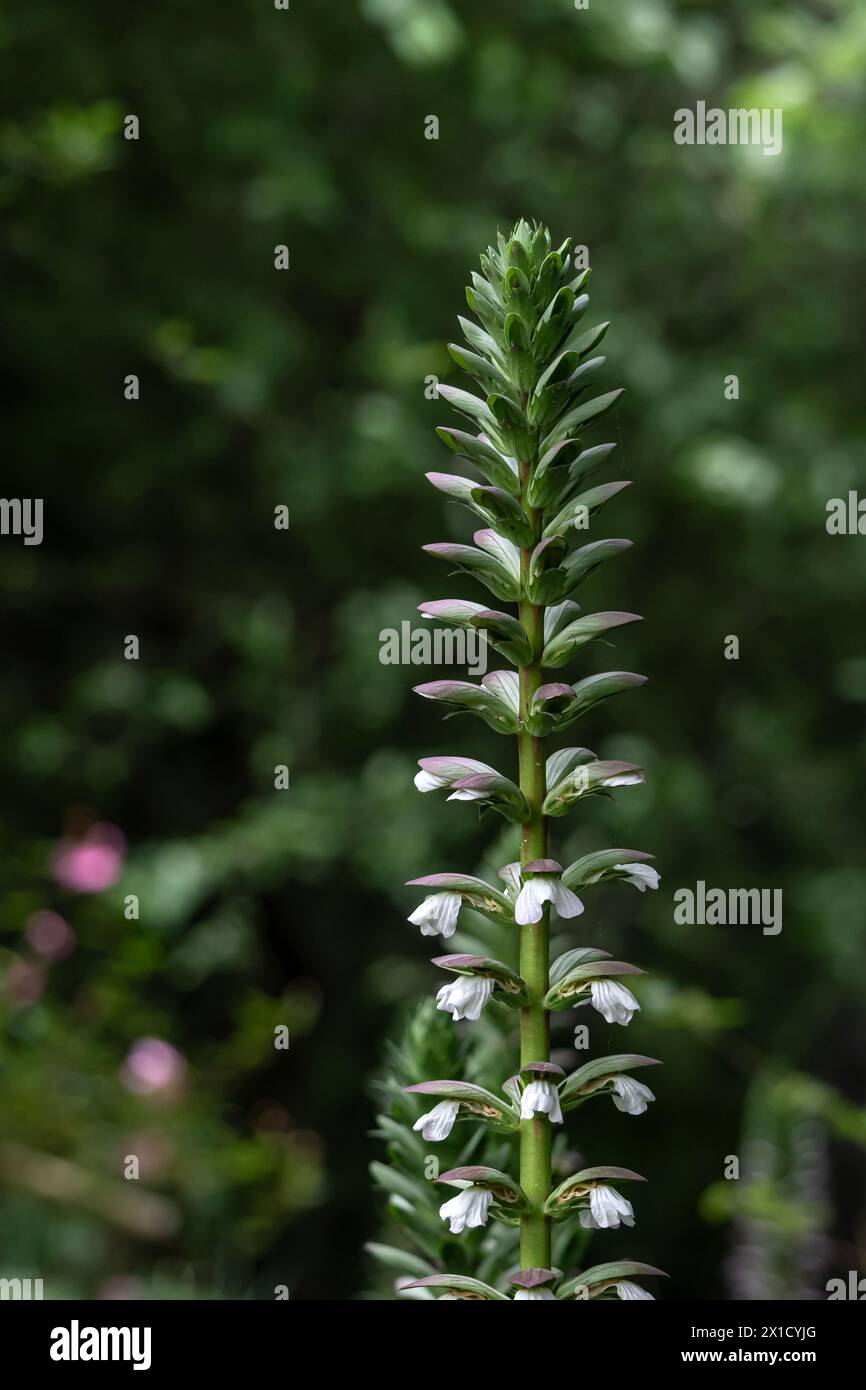 Fiori di Acanthaceae nel giardino botanico, Acanthus mollis. Sfondo verde scuro, fiori bianchi e viola in fiore da vicino. acanto spinosus Foto Stock