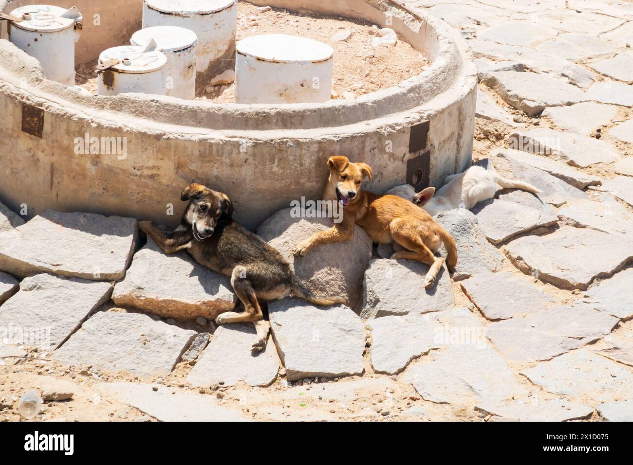 I cani selvaggi e selvaggi cercano rifugio dal sole, la diga di Assuan. Egitto Foto Stock