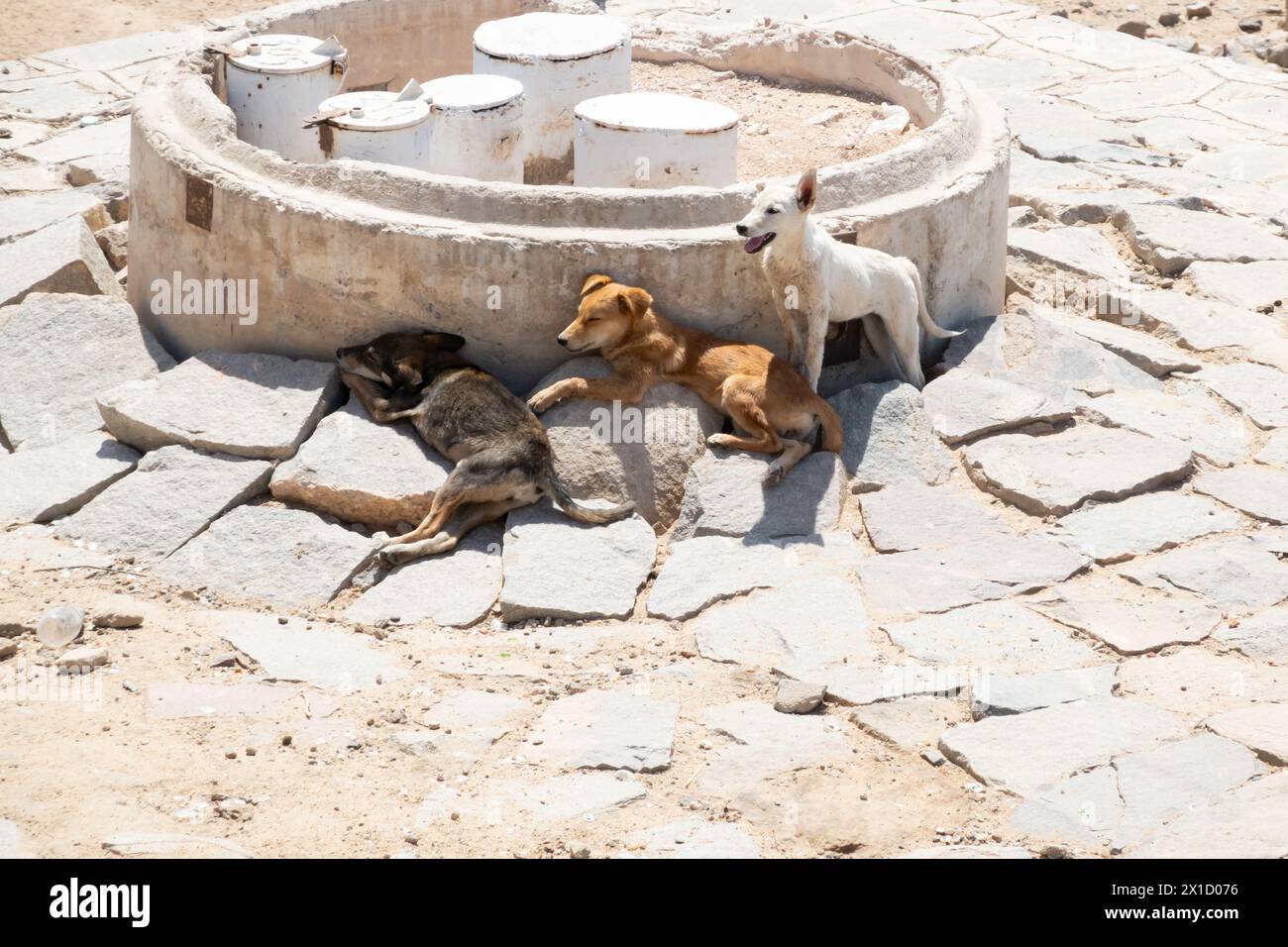 I cani selvaggi e selvaggi cercano rifugio dal sole, la diga di Assuan. Egitto Foto Stock