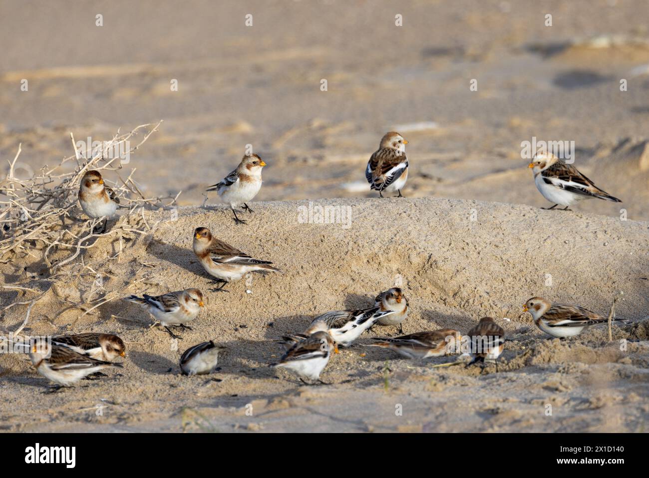 Bruants des neiges (Plectrophenax nivalis) sur une plage, Pas de Calais, Francia Foto Stock