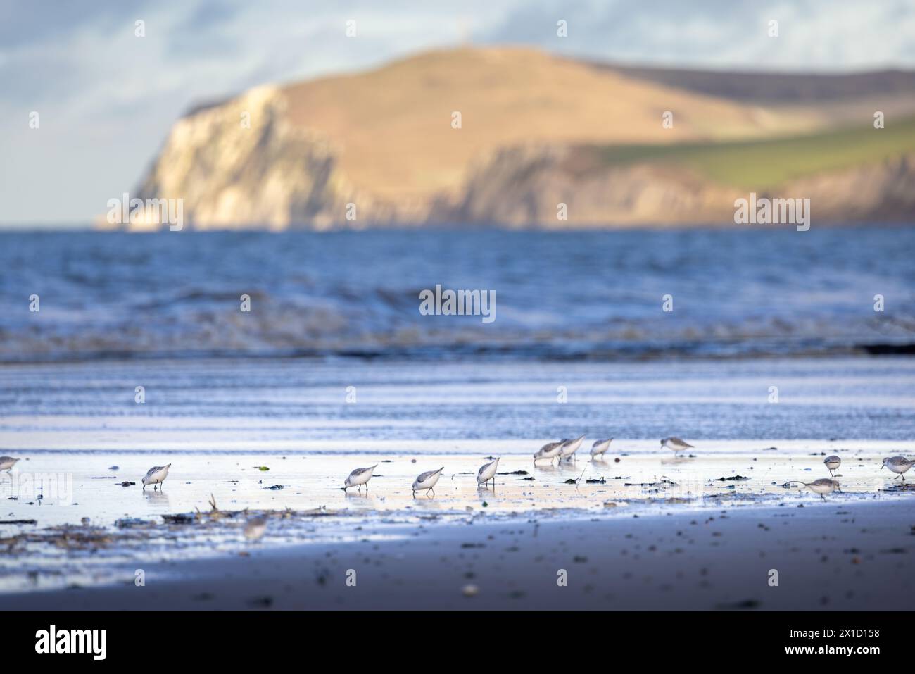Bécasseau sanderling (Calidris alba), cherchant sa nourriture dans la laisse de mer, au pied du cap Blanc-Nez, Francia, Cote d'oaple Foto Stock