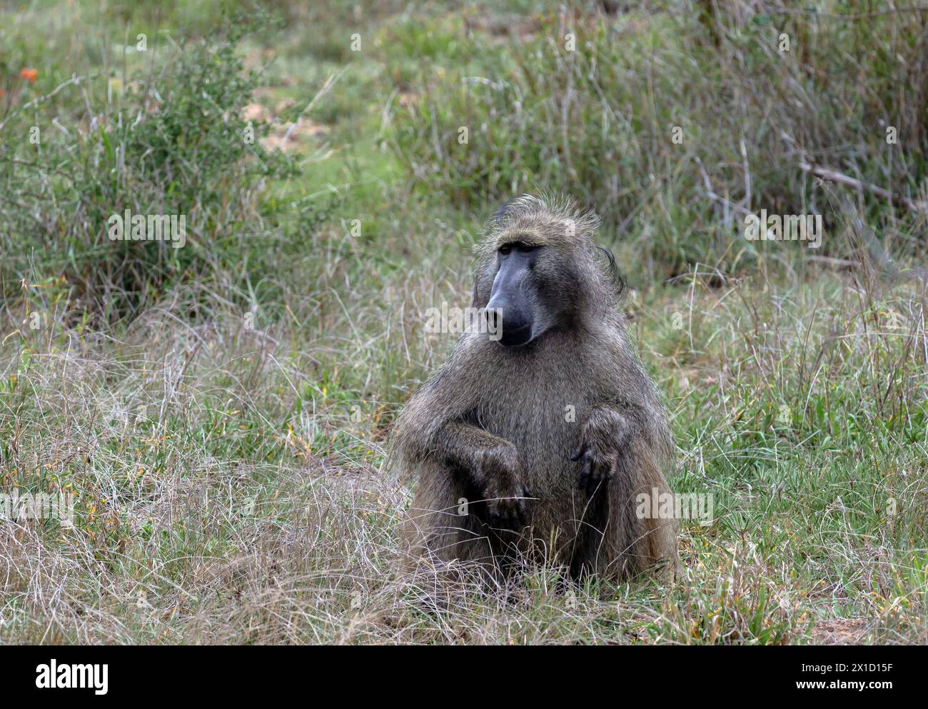 Safari a savannah. Babbuino Chacma nel Parco Nazionale di Kruger, Sud Africa. Una scimmia soffice siede nell'erba. Habitat naturale degli animali, fauna selvatica, natu selvatico Foto Stock