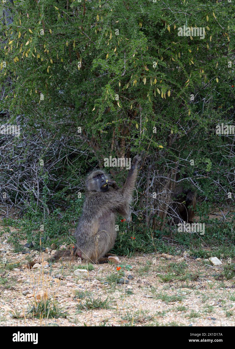 Il babbuino Chacma guarda la macchina fotografica, una scimmia si siede e prende una foglia da un albero. Habitat naturale degli animali, fauna selvatica, natura selvaggia, Kruger Nationa Foto Stock