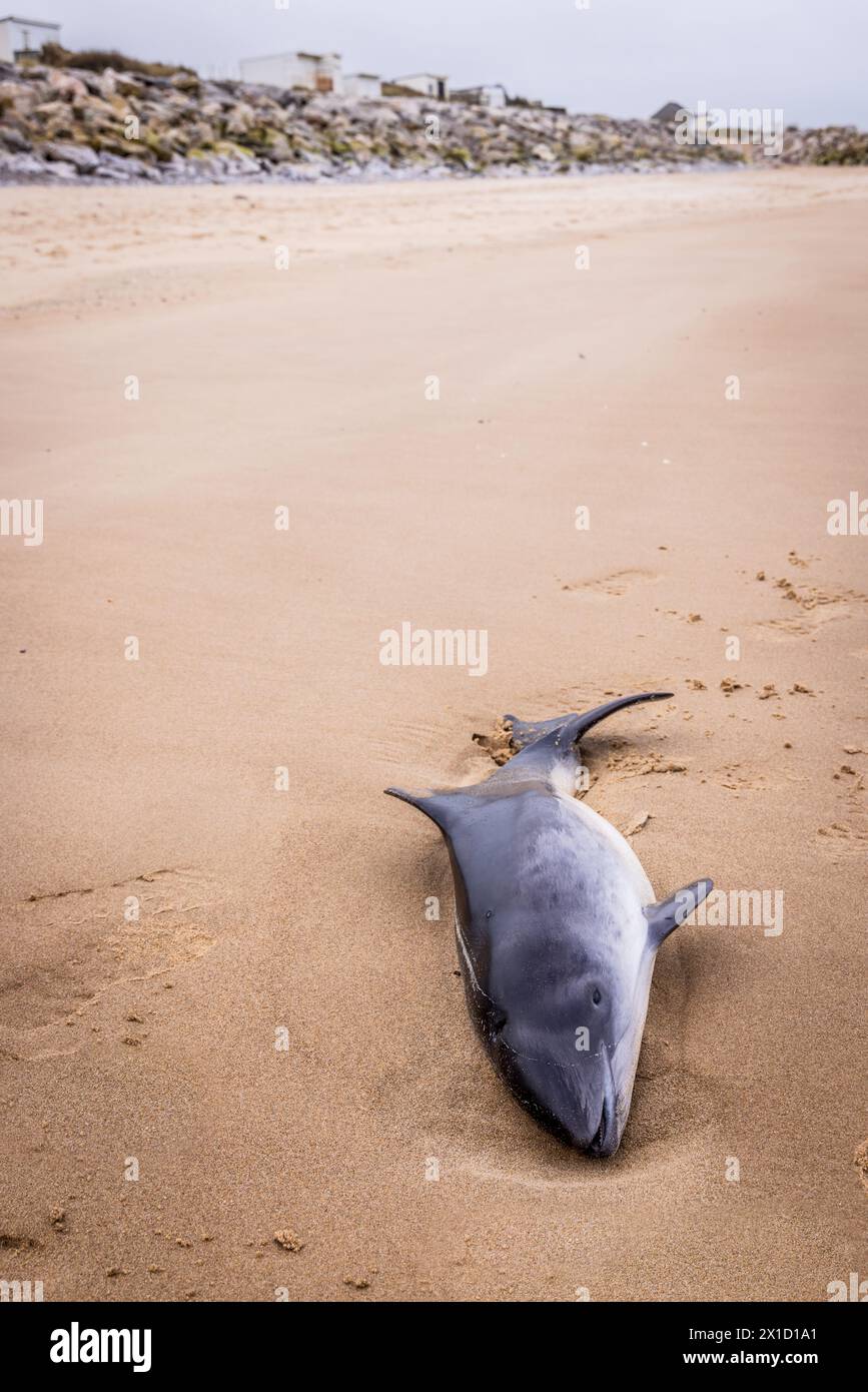 Focoena (Phocoena phocoena) arenata su una spiaggia della Côte d'Opale, Francia, inverno Foto Stock