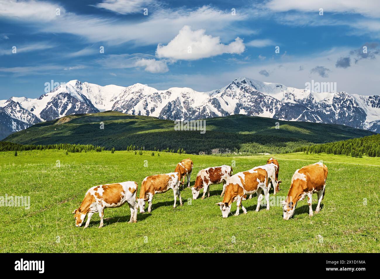 Splendido paesaggio con montagne innevate e mucche da pascolo su un campo verde Foto Stock