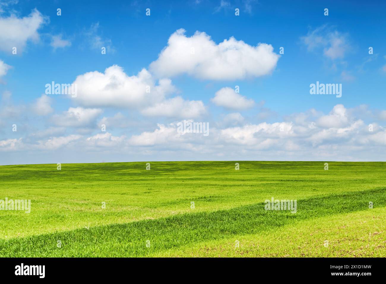 Splendido paesaggio primaverile con campo verde fresco e cielo blu Foto Stock