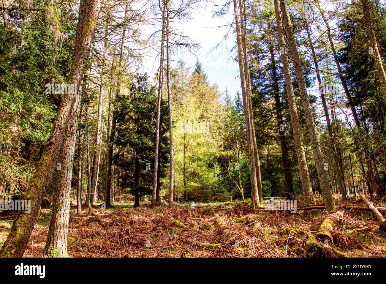 Il sole primaverile offre splendide vedute della fauna selvatica, degli alberi a forma naturale e delle passeggiate nella natura all'interno di Templeton Woods a Dundee, Scozia Foto Stock