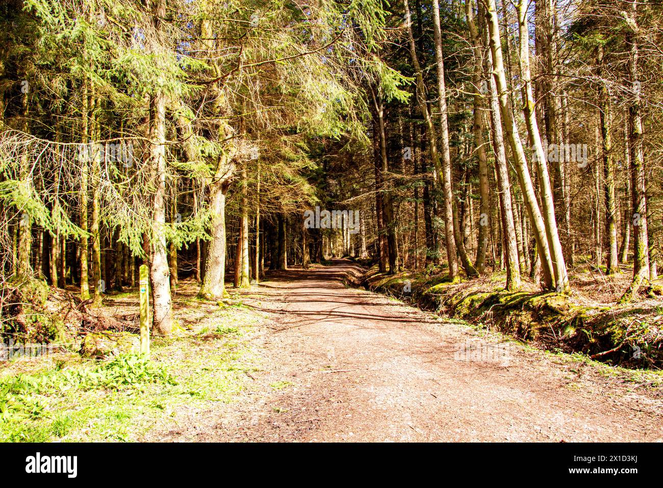 Il sole primaverile offre splendide vedute della fauna selvatica, degli alberi a forma naturale e delle passeggiate nella natura all'interno di Templeton Woods a Dundee, Scozia Foto Stock