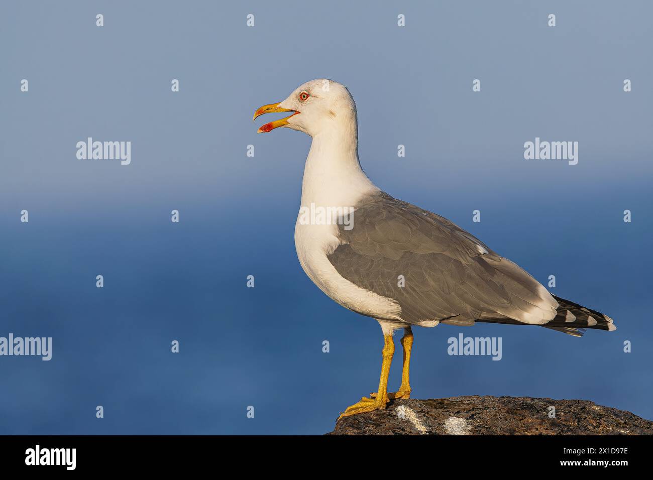 Gabbiano dalle gambe gialle (Larus cachinnans atlantis), con becco aperto, in piedi su roccia vulcanica, con oceano Atlantico e sfondo all'orizzonte Foto Stock