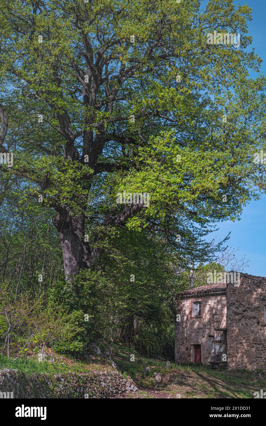 Una quercia secolare crebbe tra le rovine dell'antico monastero di San Pietro Celestino a Roccamontepiano. Roccamontepiano, Abruzzo Foto Stock