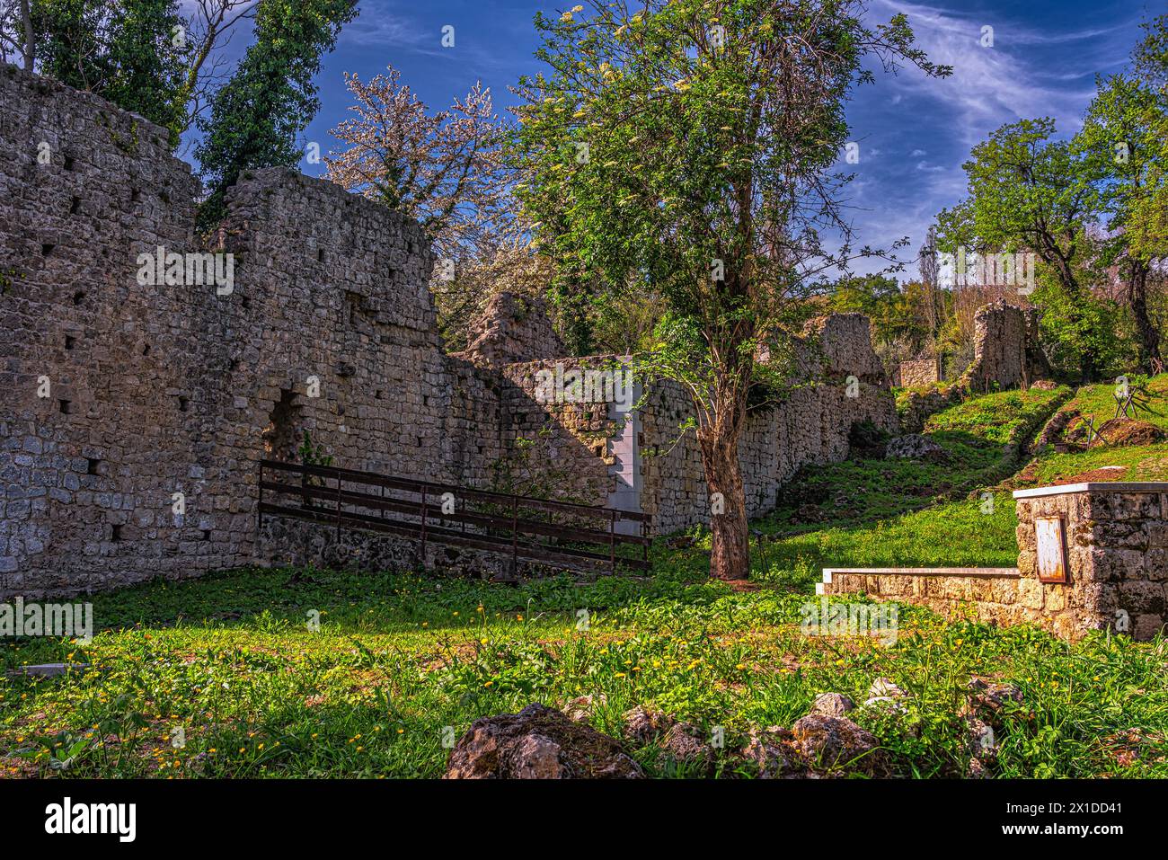 Una quercia secolare crebbe tra le rovine dell'antico monastero di San Pietro Celestino a Roccamontepiano. Roccamontepiano, Abruzzo Foto Stock