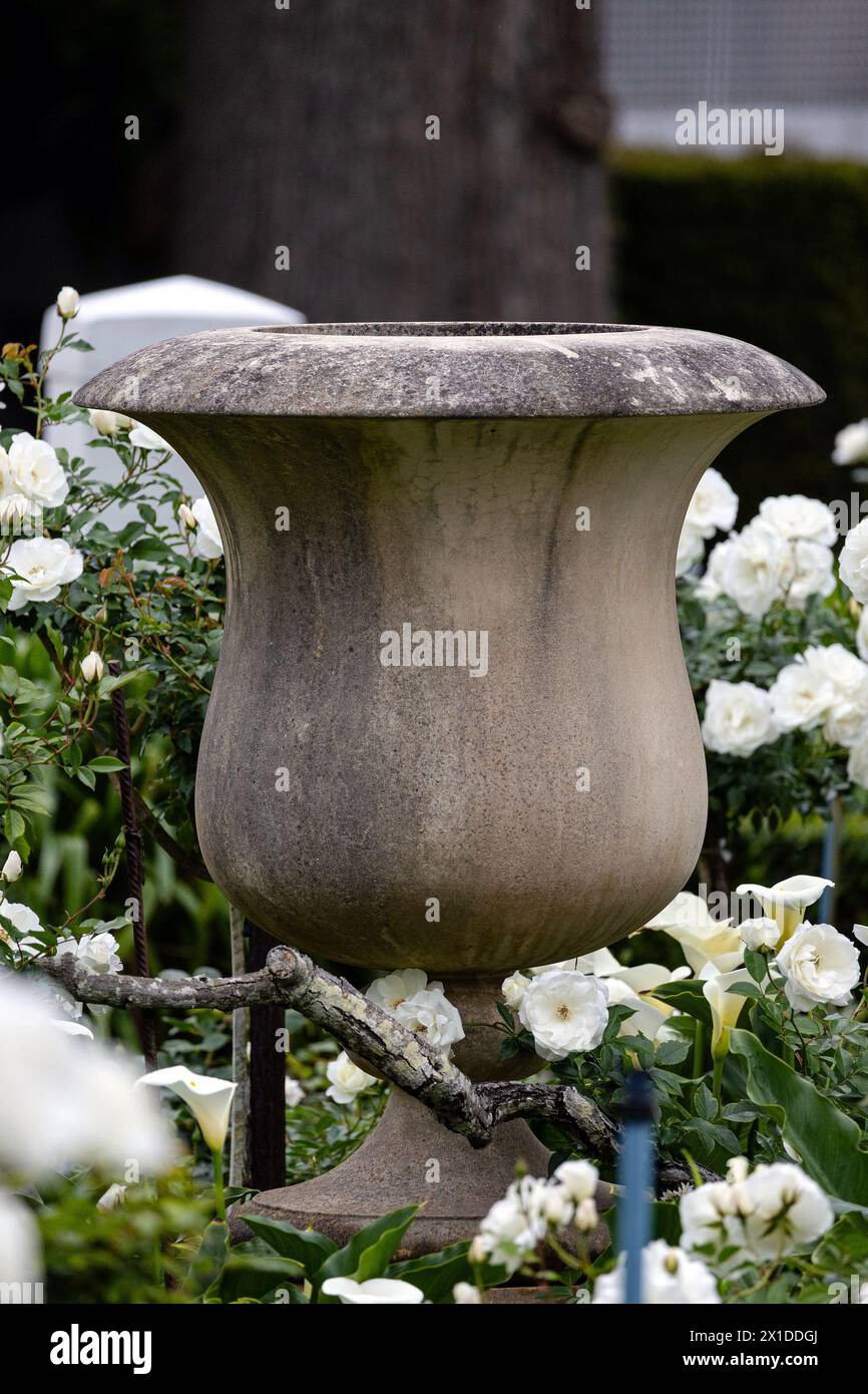 Un grande vaso a forma di tazza di cemento vecchio per piantare roba da giardino sorge all'aperto, in giardino, circondato da fiori bianchi di rose di Iceberg, f Foto Stock