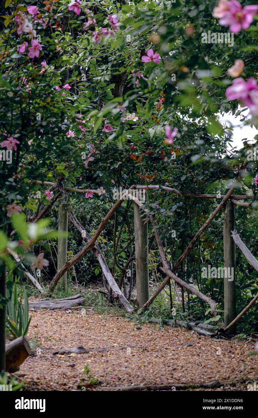 Percorso attrezzato in giardino durante la giornata estiva. Lussureggiante arbusto fiorito con fiori rosa. sentiero circondato da una recinzione di legno. Sistemazione dell'orto botanico, Foto Stock