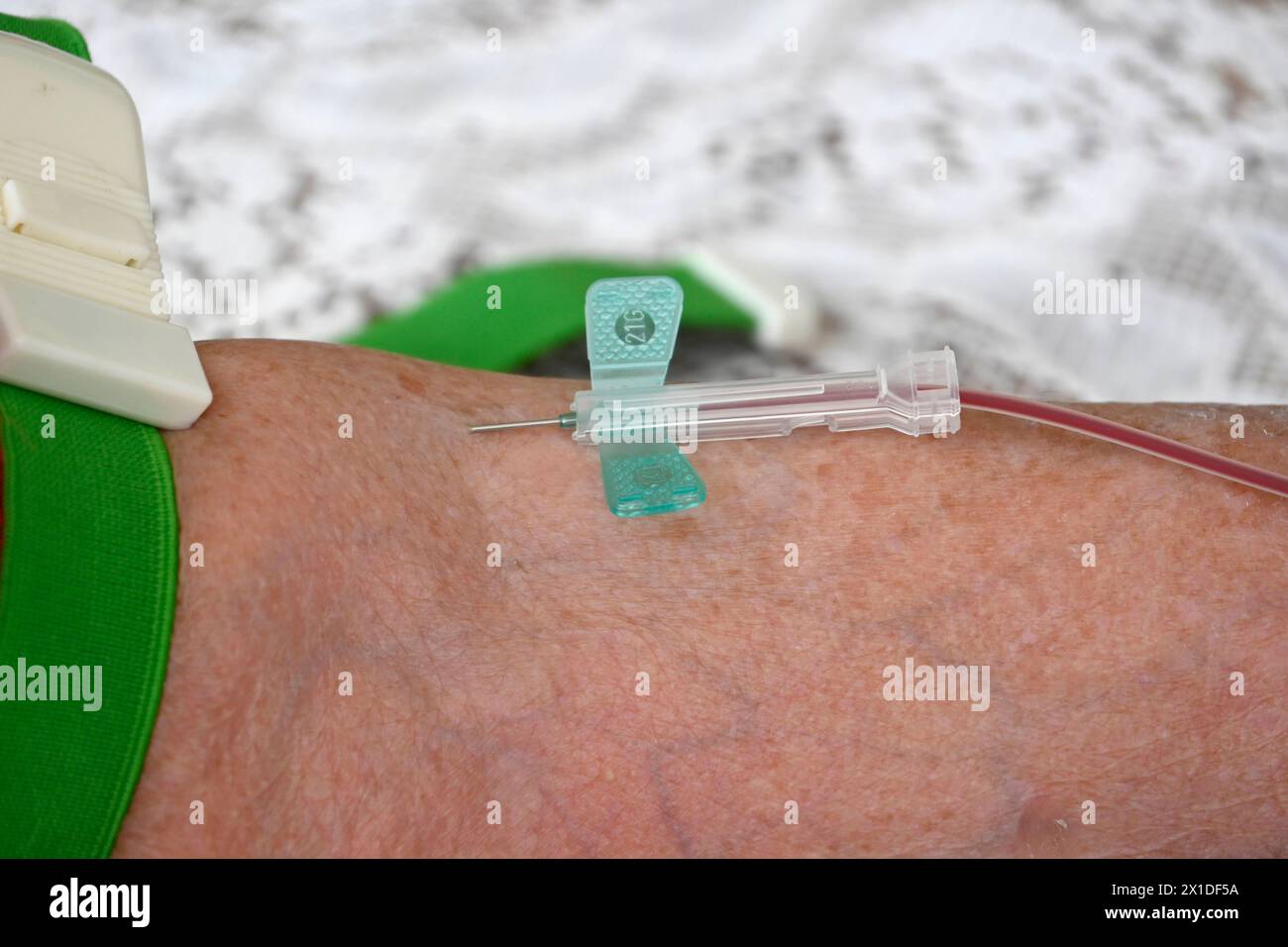 München, 20.03.24, Ärztin nimmt alter Patientin Blut ab, Blutabnahme, Nadel, Flügelkanüle Butterfly - Kanüle oder Schmetterling genannt besondere form der Kanüle. Blutentnahme, intravenöse Applikation von Medikamenten oder Flüssigkeitstherapie, Vacusera Blutentnahmenadeln, Venen, Vene, *** Monaco di Baviera, 20 03 24, il medico preleva il sangue da un paziente anziano, prelievo di sangue, ago, cannula a farfalla o farfalla chiamata forma speciale di cannula prelievo di sangue, applicazione endovenosa di farmaci o terapia con fluidi, aghi per raccolta del sangue di Vacusera, vene, vene, Foto Stock