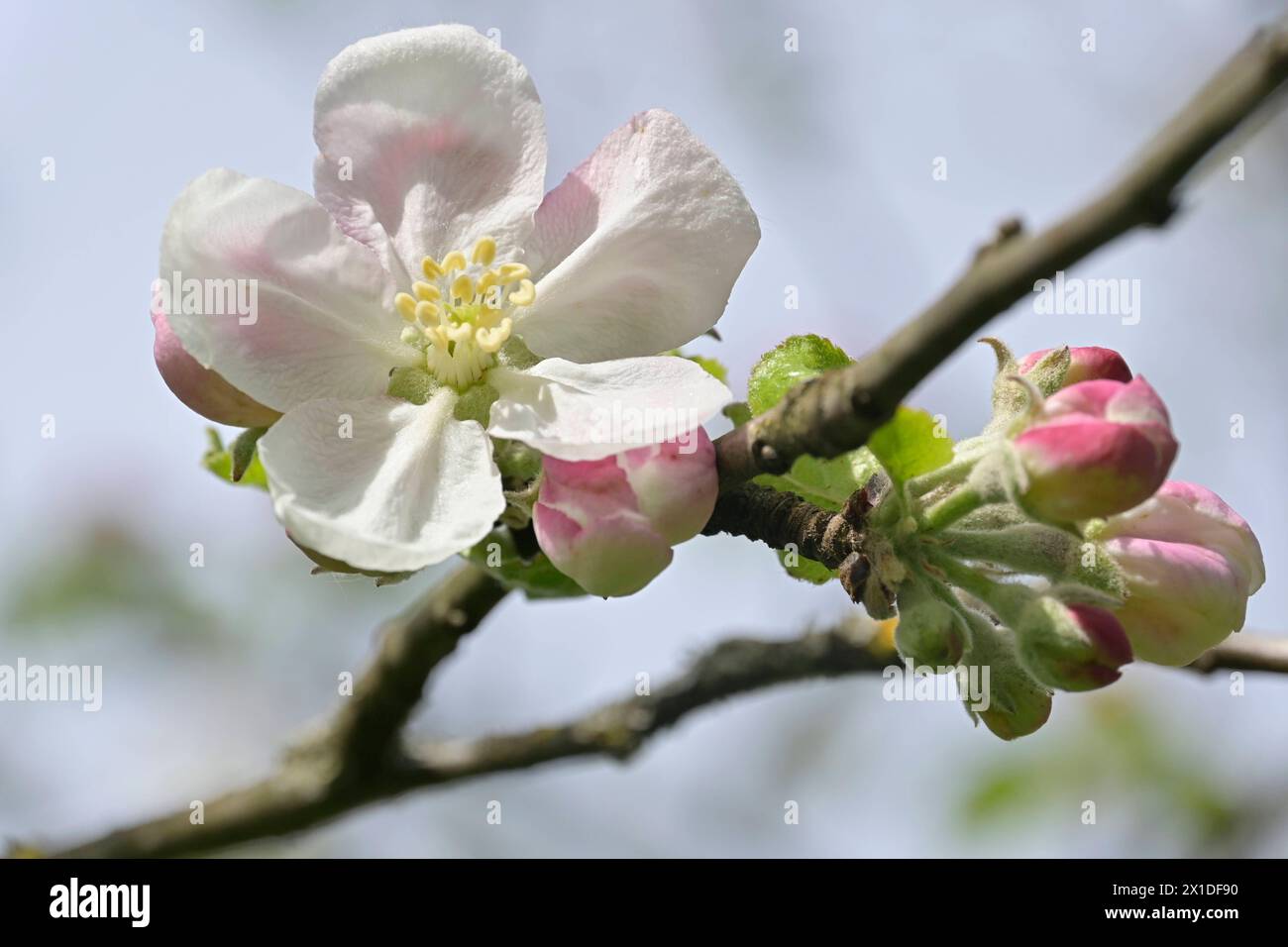 Apfelbaum im Dachauer Schloßgarten, Frühjahr, Apfelblüten, Weiß-rosa Blüten, Knospen, Obstbaum, Nutzbaum,Obstgehölz, *** Mela nel giardino del castello di Dachau, fiori di mele, primavera, fiori rosa bianco, gemme, albero da frutto, albero da frutto, albero da frutto, Foto Stock