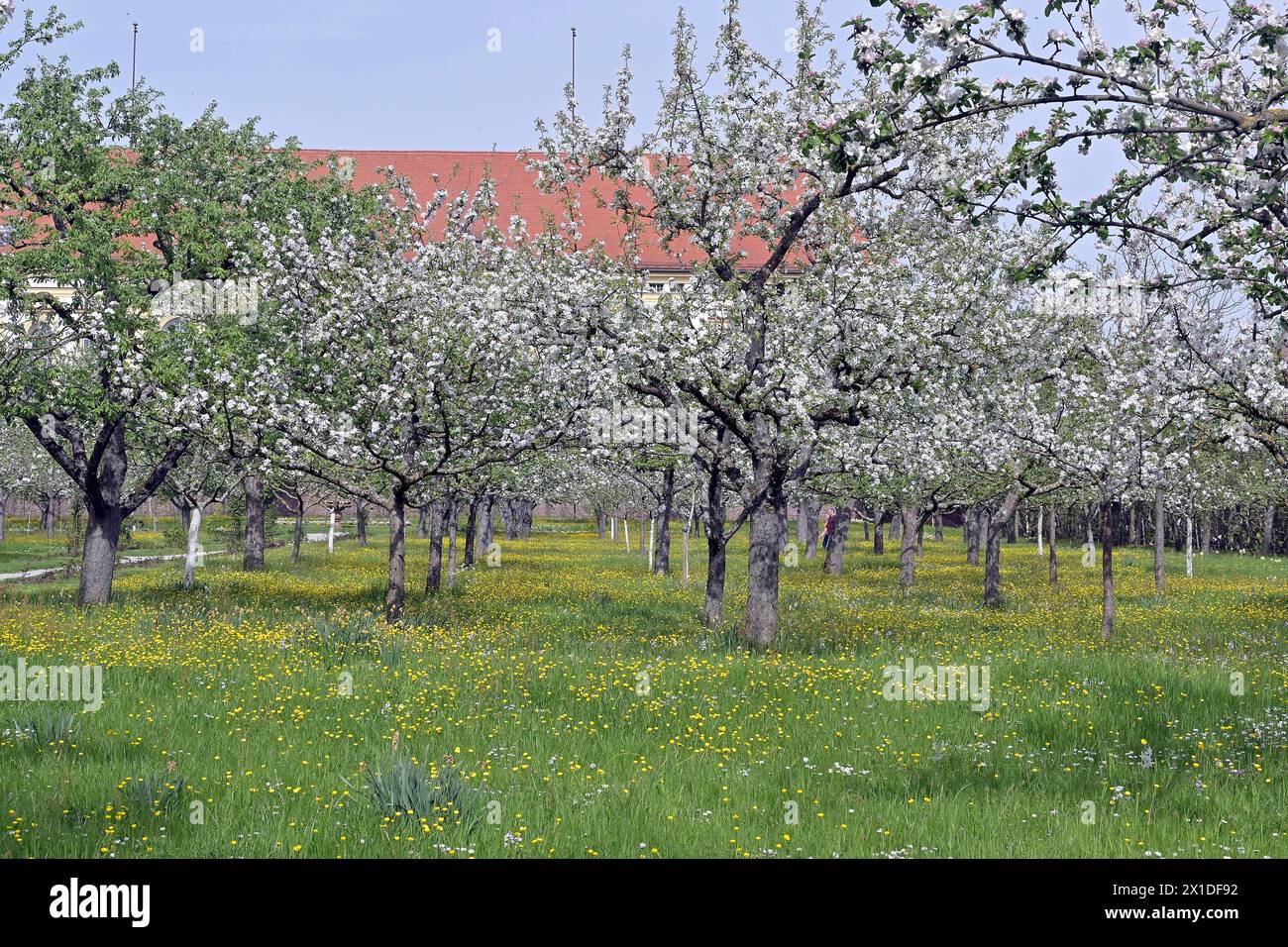 Obstbäume, Apfelbäume im Dachauer Schloßgarten, Apfelblüten, Frühjahr, Weiß-rosa Blüten, Knospen, Obstbaum, Nutzbaum,Obstgehölz, *** alberi da frutto, meli nel giardino del castello di Dachau, fiori di mele, primavera, fiori rosa bianco, gemme, albero da frutto, albero da frutto, albero da frutto, Foto Stock