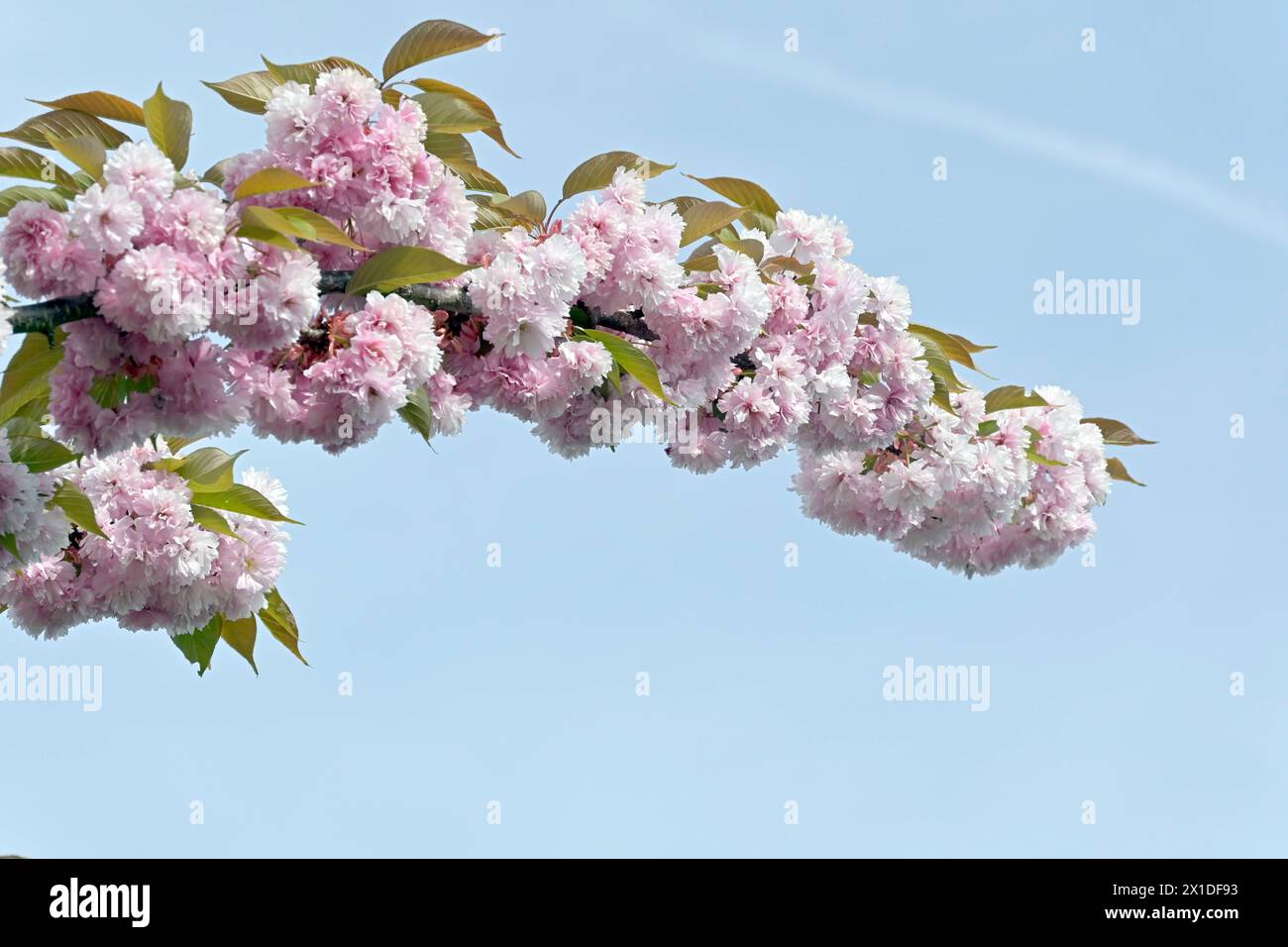 Zierkirschen blühen im Frühjahr, hellrosa Blüten, halbgefüllt zarter lieblichen Duft Wegen der Vollkommenheit der Blüte feiern die Japaner im Frühling Hanami das Kirschblütenfest. *** I ciliegie ornamentali fioriscono in primavera, fiori rosa chiaro, semi-doppi delicati, fragranza dolce a causa della perfezione della fioritura, i giapponesi celebrano Hanami - il festival della fioritura dei ciliegi - in primavera Foto Stock