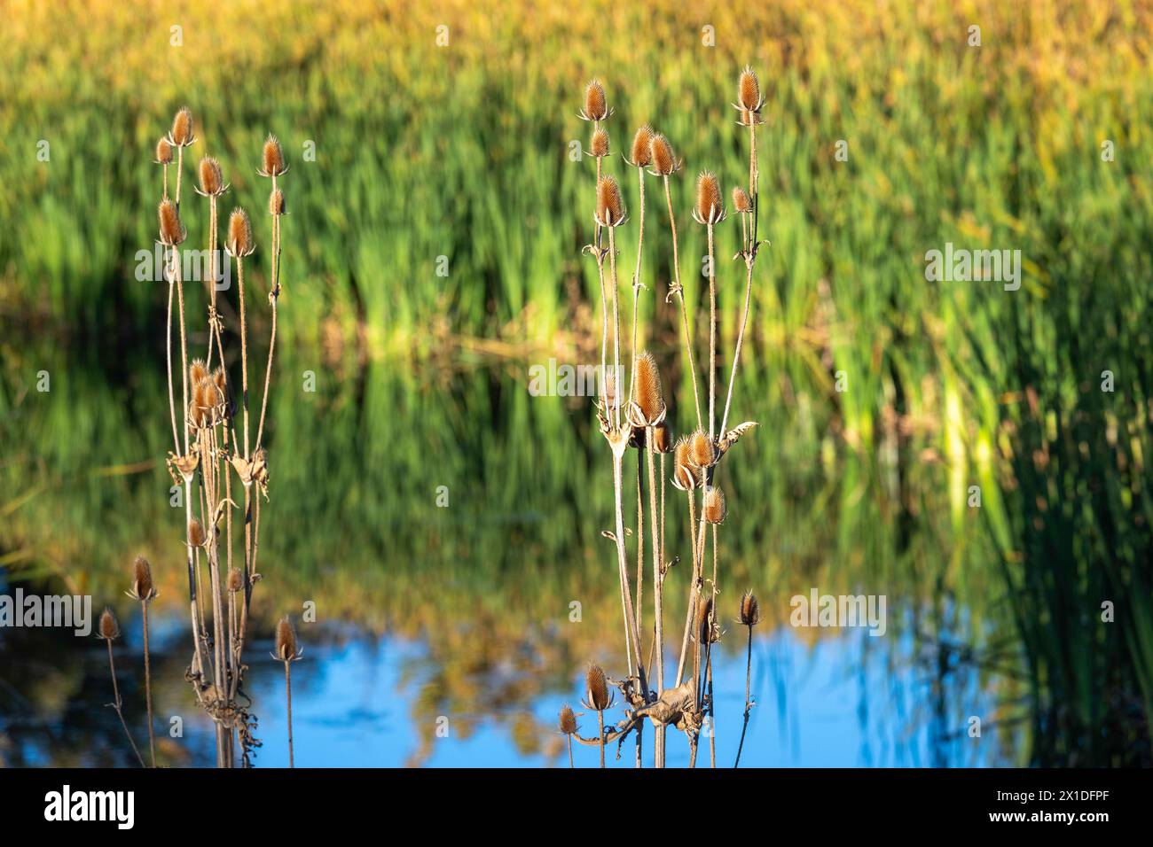 Wheat Ridge, Colorado - Dipsacus fullonum, che cresce in una zona umida nella periferia di Denver. Foto Stock