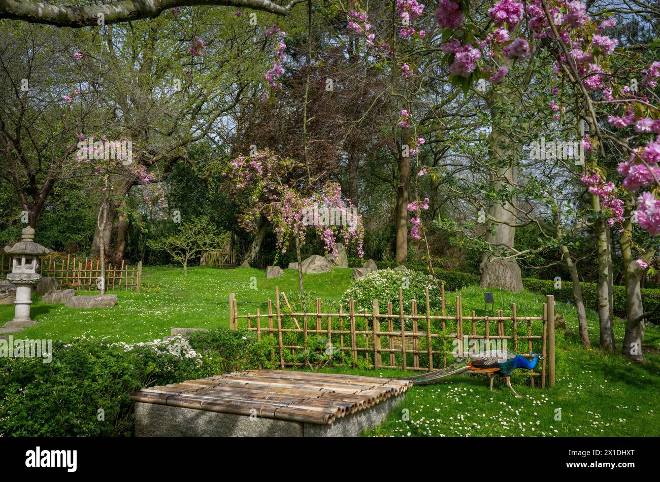 Kyoto Garden, un giardino giapponese a Holland Park, Londra, Regno Unito con pavone. Holland Park è un parco pubblico situato nel quartiere londinese di Kensington. Foto Stock