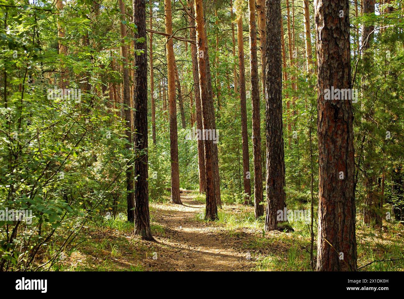 Sentiero escursionistico nel mezzo di una fitta foresta verde e tronchi di pino Foto Stock