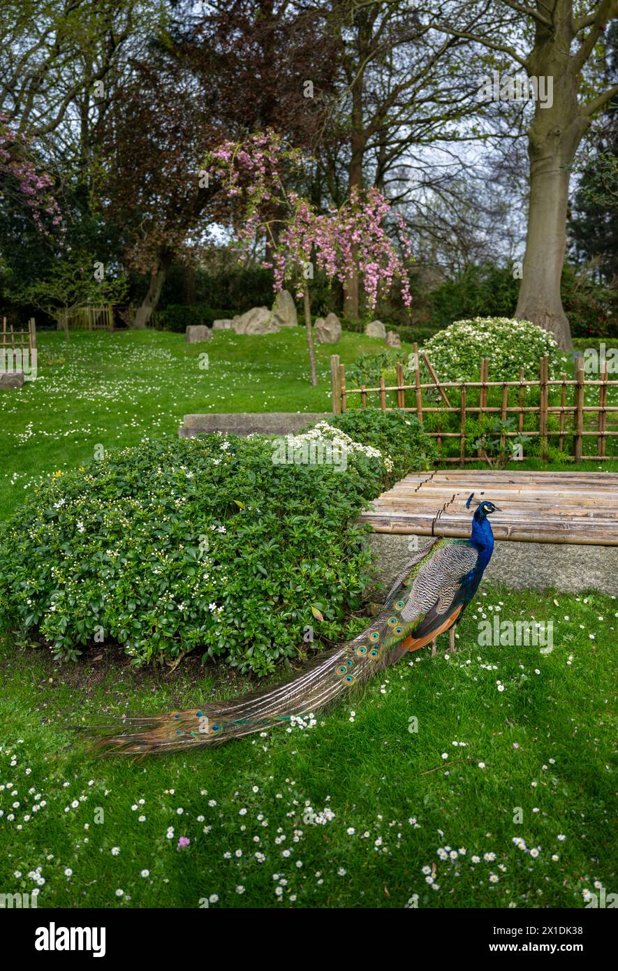 Pavone nel giardino di Kyoto, un giardino giapponese a Holland Park, Londra, Regno Unito. Holland Park è un parco pubblico situato nel quartiere londinese di Kensington. Foto Stock