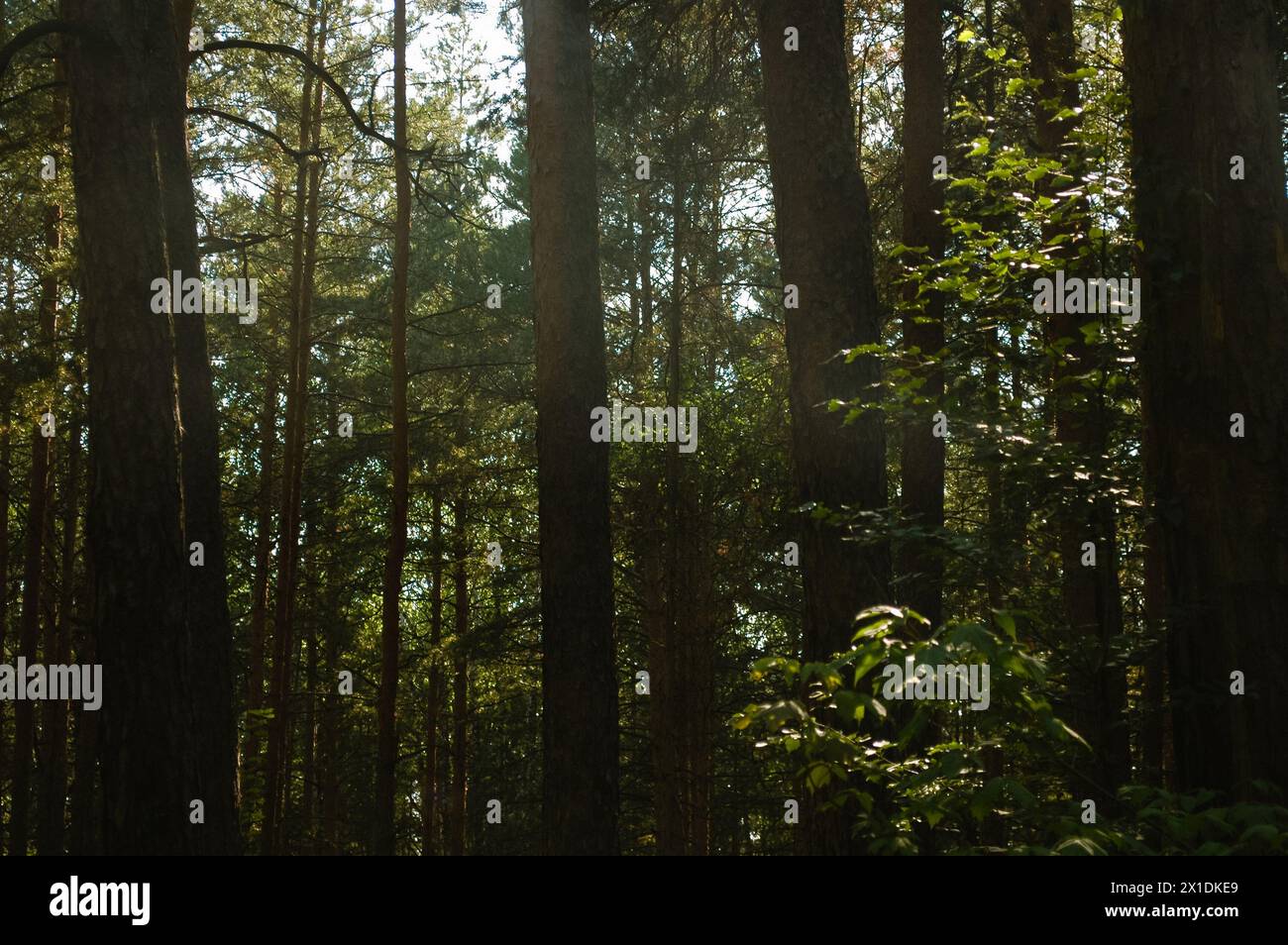 La luce del sole si irrompe tra i tronchi di pini all'ombra di una foresta di conifere Foto Stock