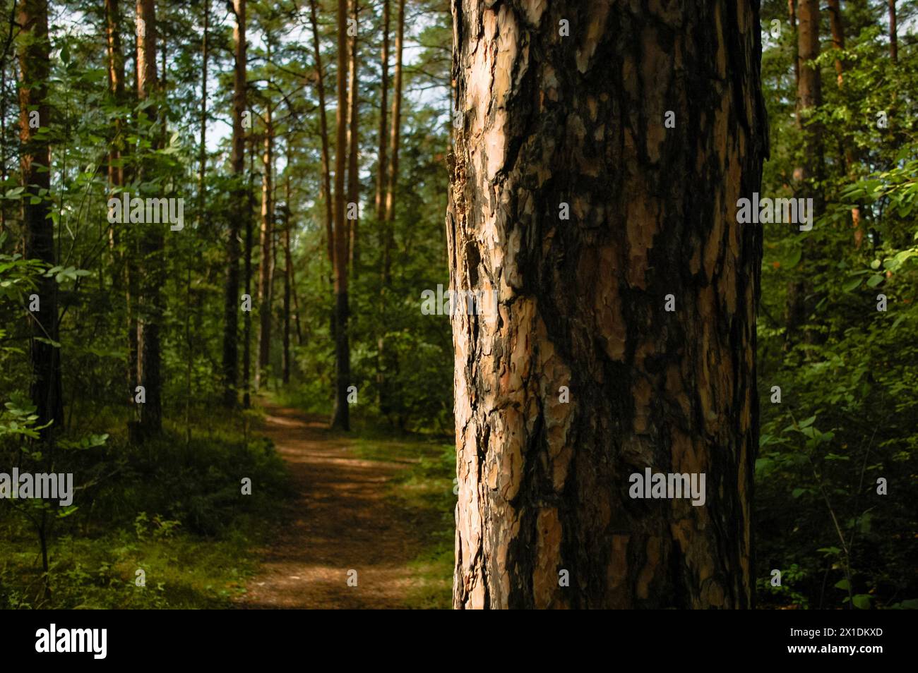 Il tronco di un grande pino e la sua corteccia da vicino, illuminati dalla luce del sole sullo sfondo di un sentiero e di una foresta verde Foto Stock