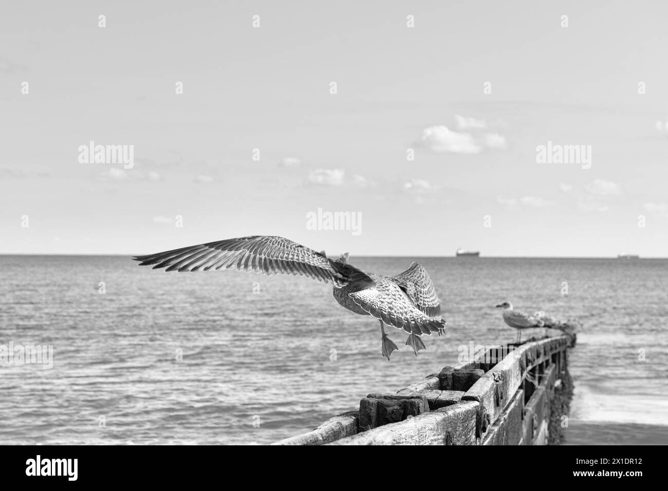 Gabbiani sopra groynes di legno nell'Isola di Wight Foto Stock