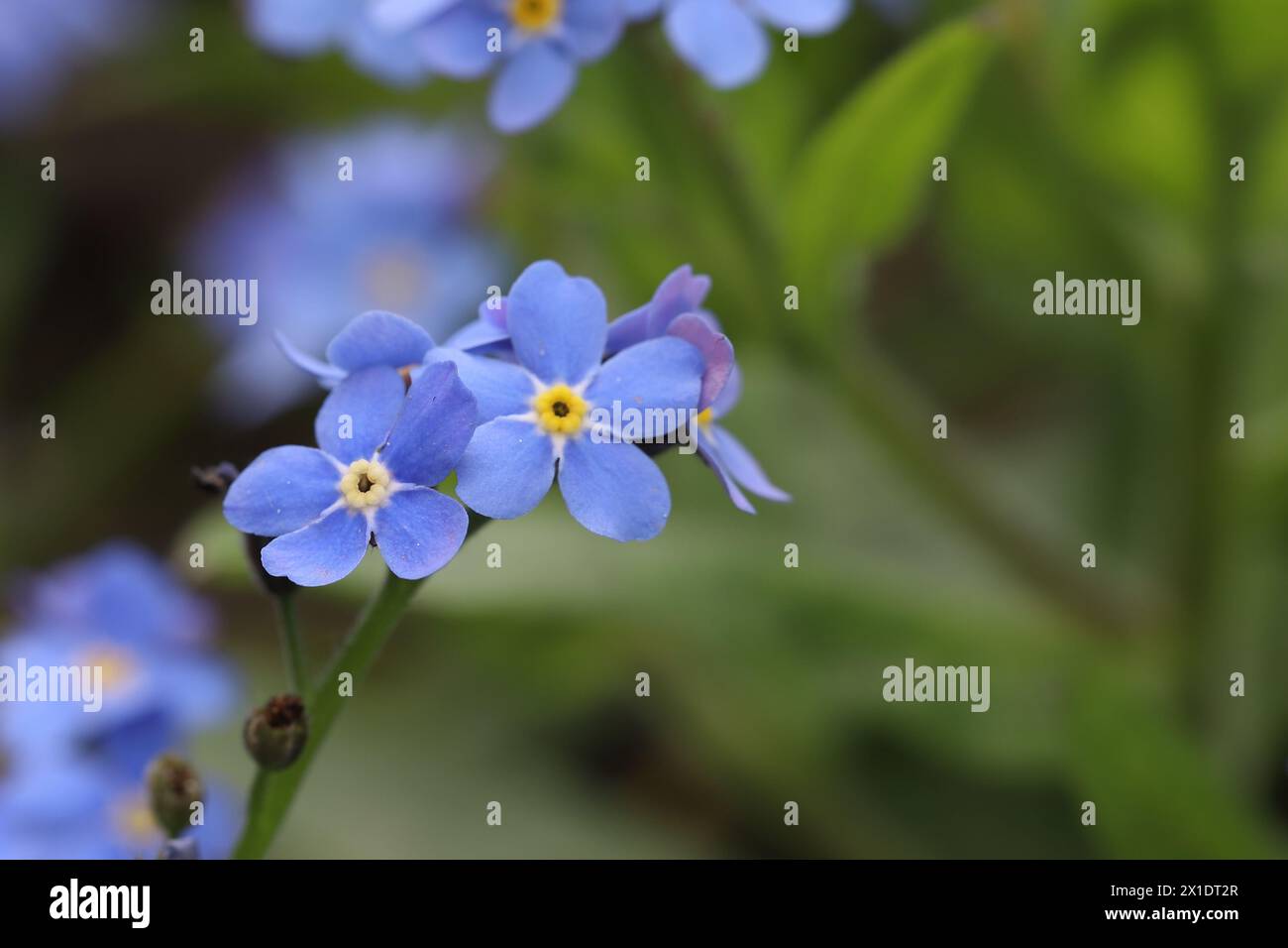 Foto macro di fiori blu dimenticati, copia spazio Foto Stock