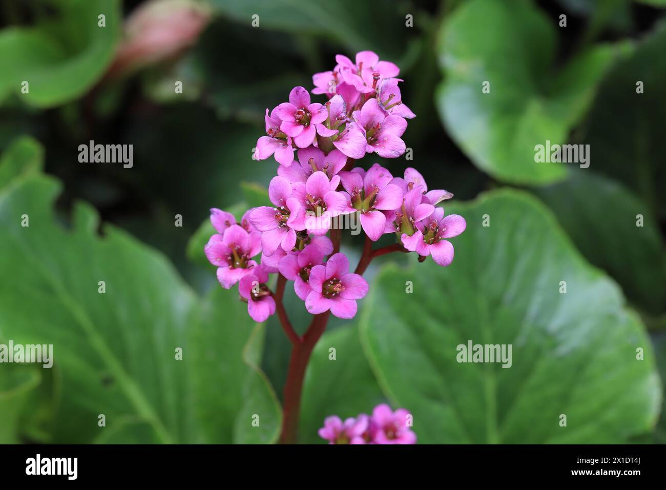 Primo piano di graziosi fiori rosa in fiore di una bergenia su sfondo sfocato verde Foto Stock