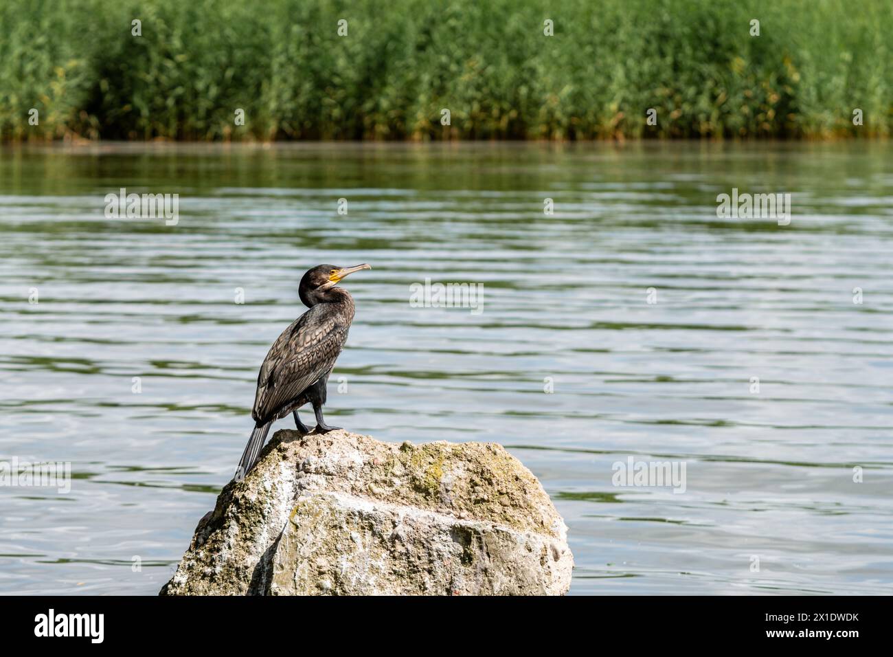 un grande cormorano con ali chiuse, arroccato su una roccia Foto Stock