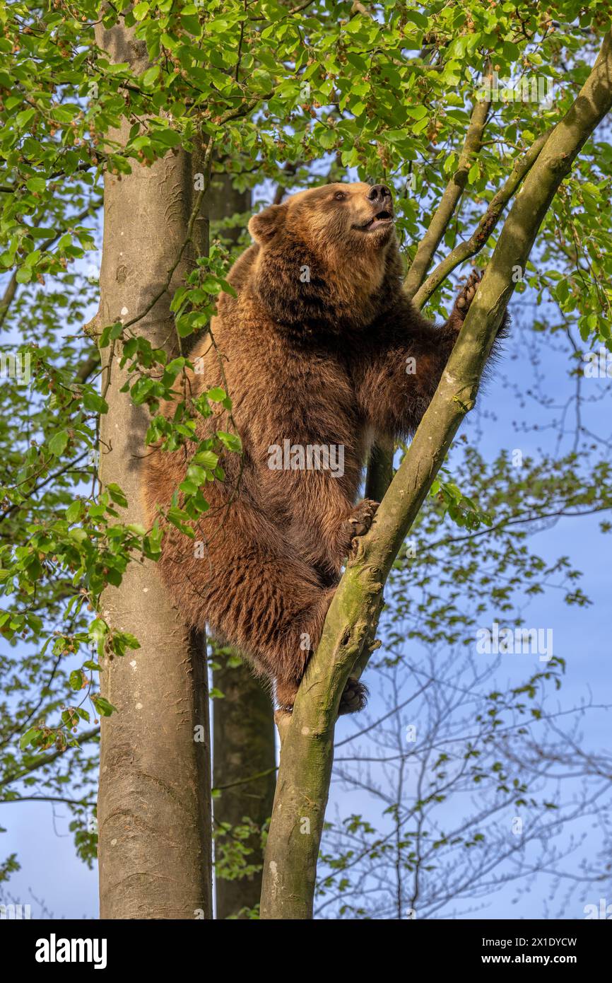 Orso bruno europeo (Ursus arctos) che si arrampica sull'albero nella foresta Foto Stock