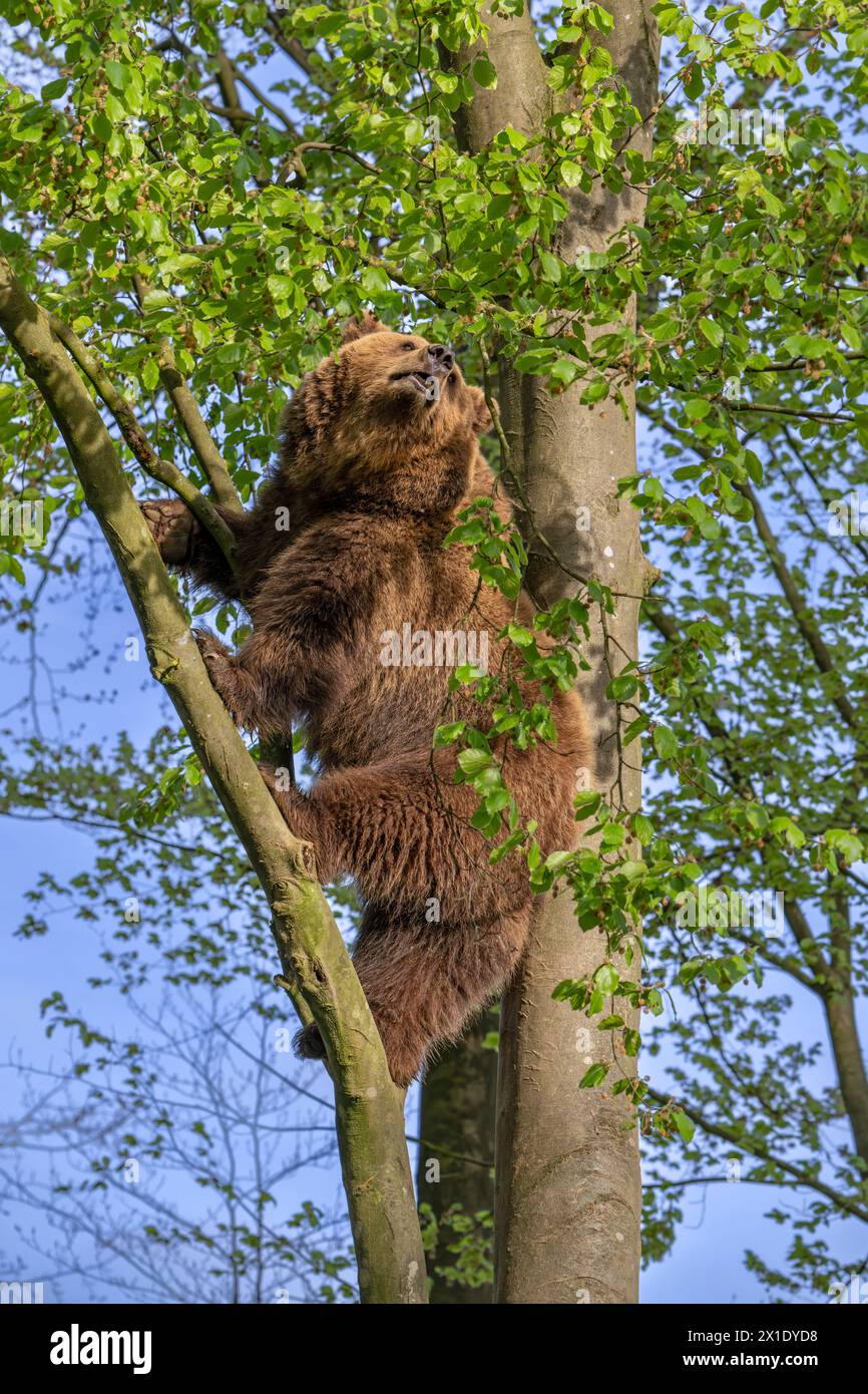 Orso bruno europeo (Ursus arctos) che si arrampica sull'albero nella foresta in serata Foto Stock