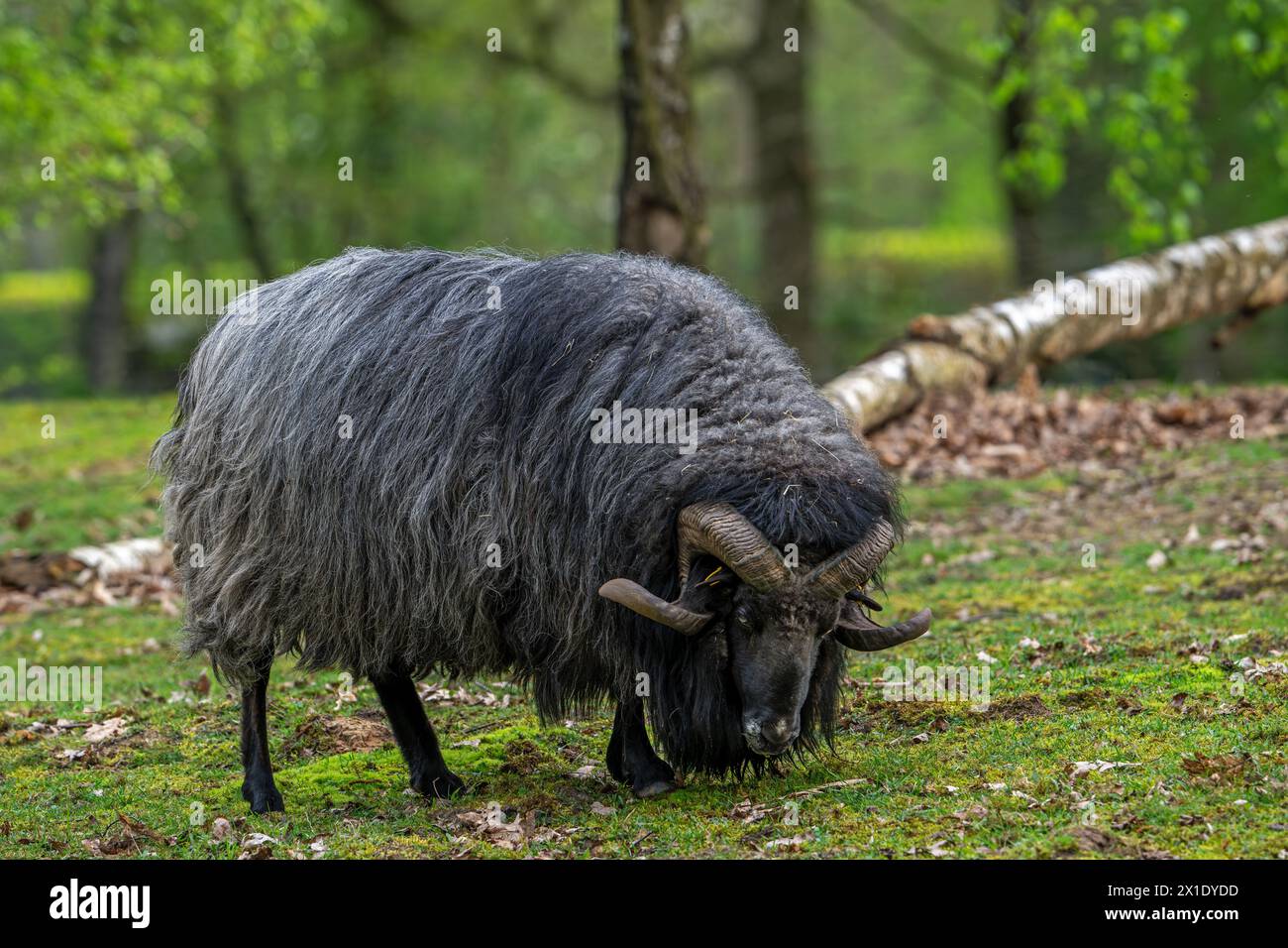 Lüneburger Heidschnucke / German Grey Heath ram, razza di pecore brughiera nera a coda corta dell'Europa settentrionale con corna ricciolate della Germania settentrionale Foto Stock