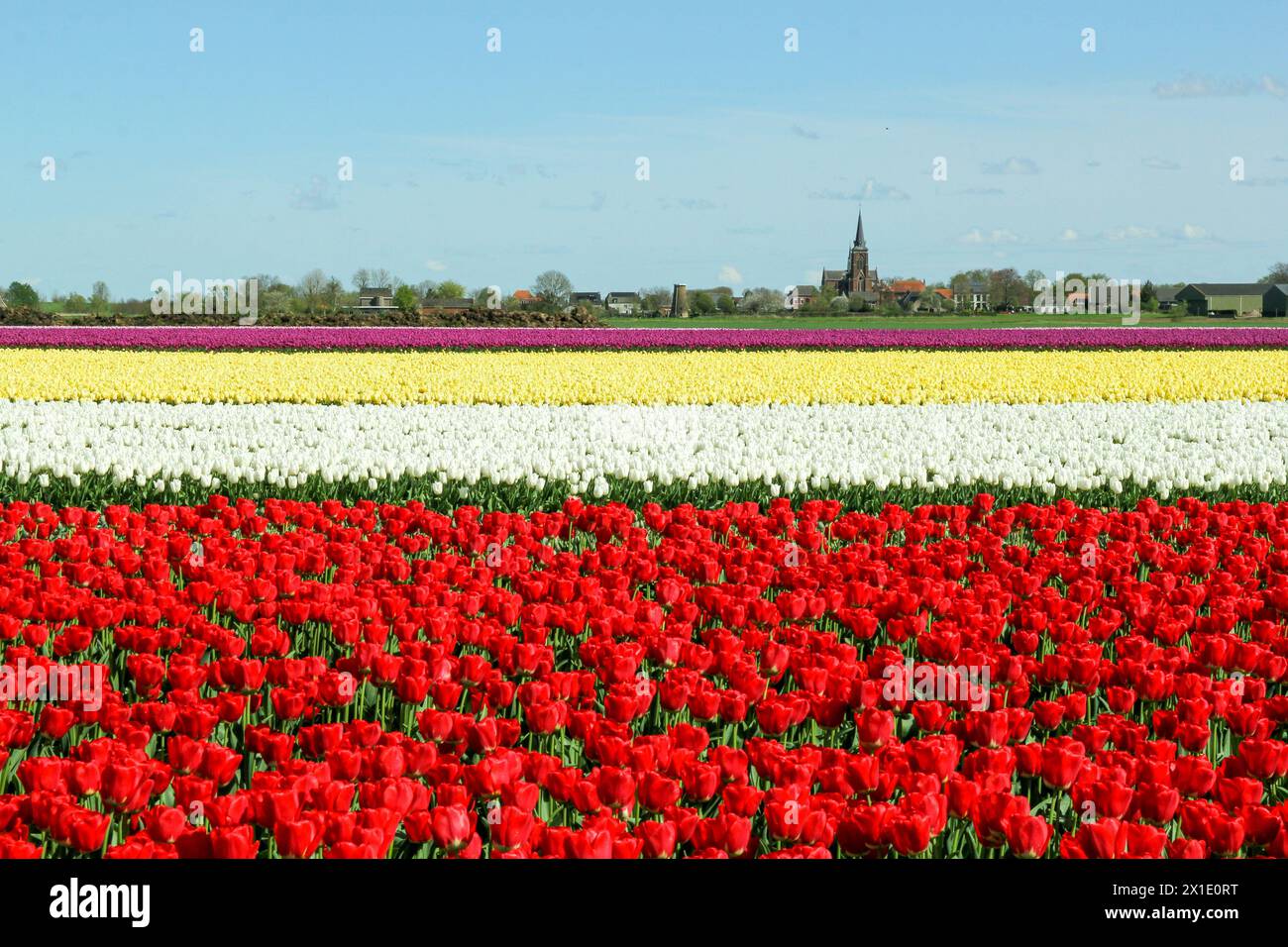 un grande campo di lampadine con file orizzontali di diversi tulipani in olanda e lo skyline di un piccolo villaggio e il cielo blu sullo sfondo Foto Stock