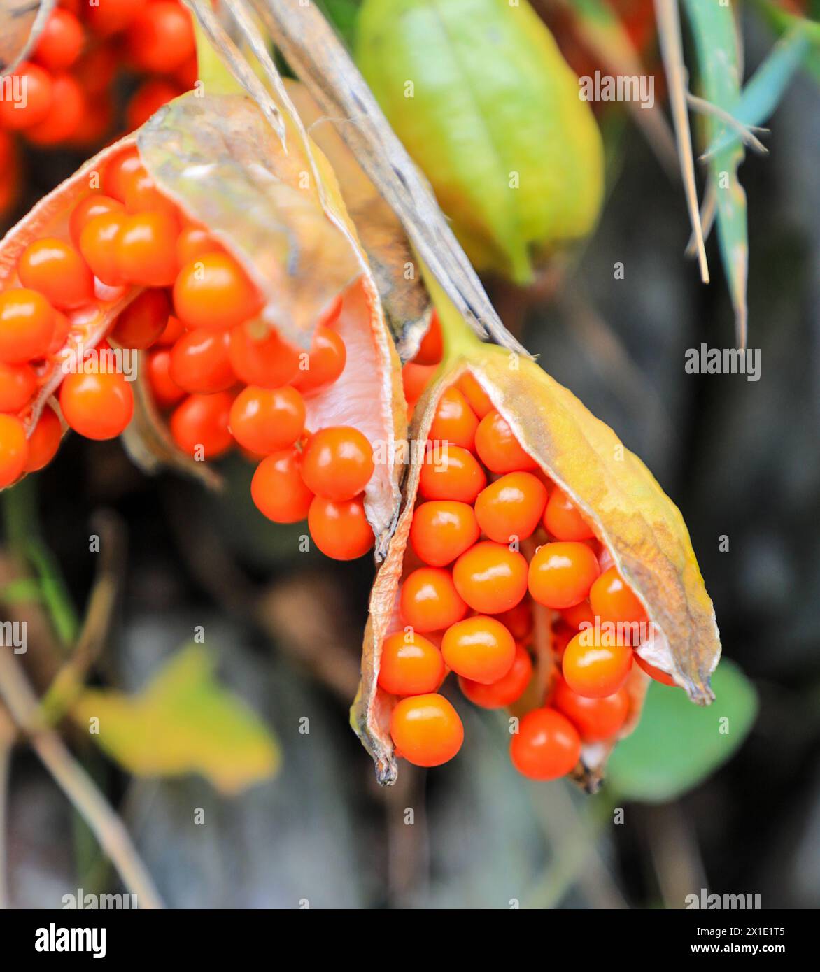 Le bacche rosse vivide dell’Iris foetidissima, l’Iris puzzolente, il gladdon, l’Iris Gladwin, la pianta di roast beef, o puzzolente gladwin, pianta fiorita Foto Stock