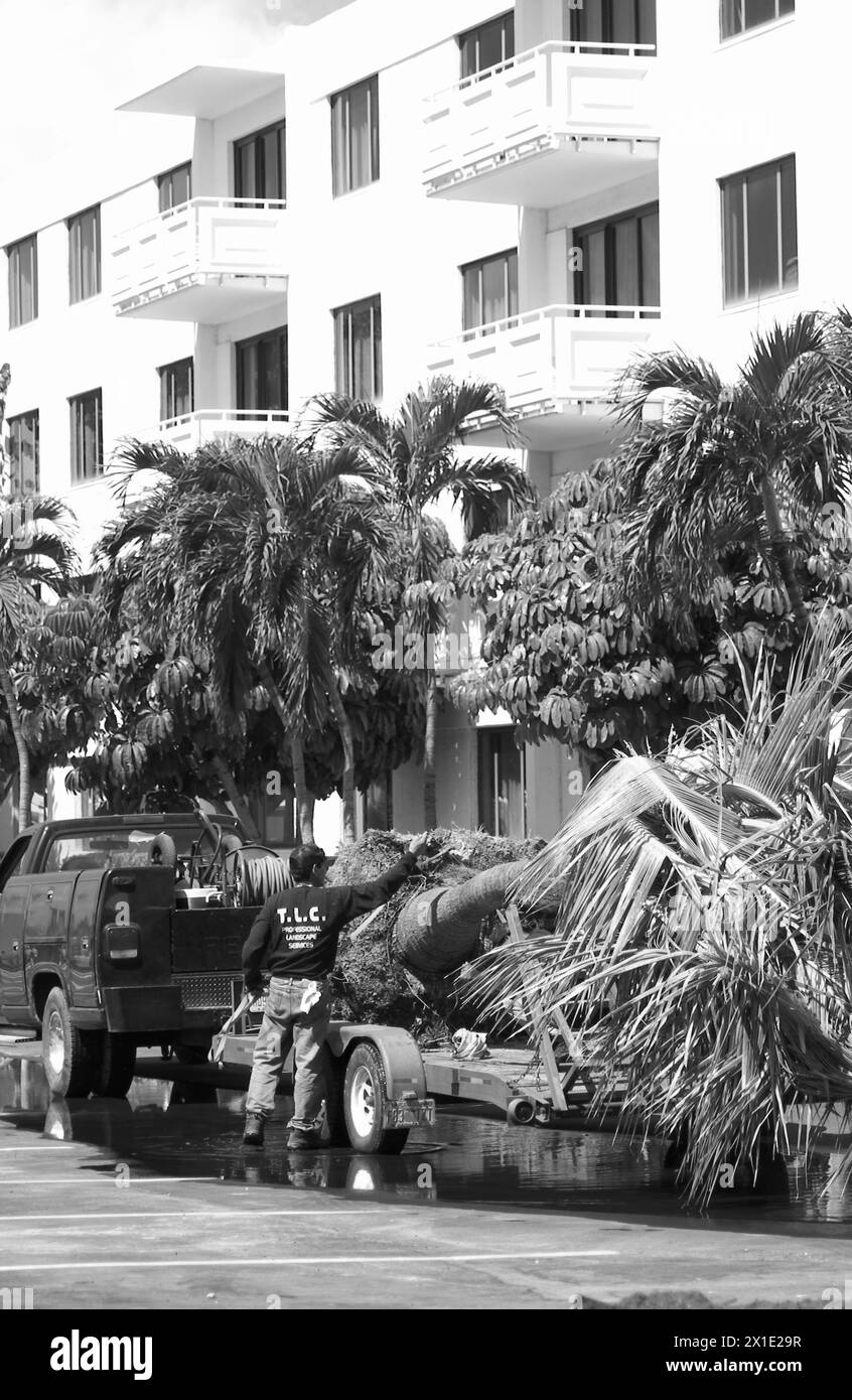 Foto di scorta di un lavoratore che consegna palme. Foto Stock
