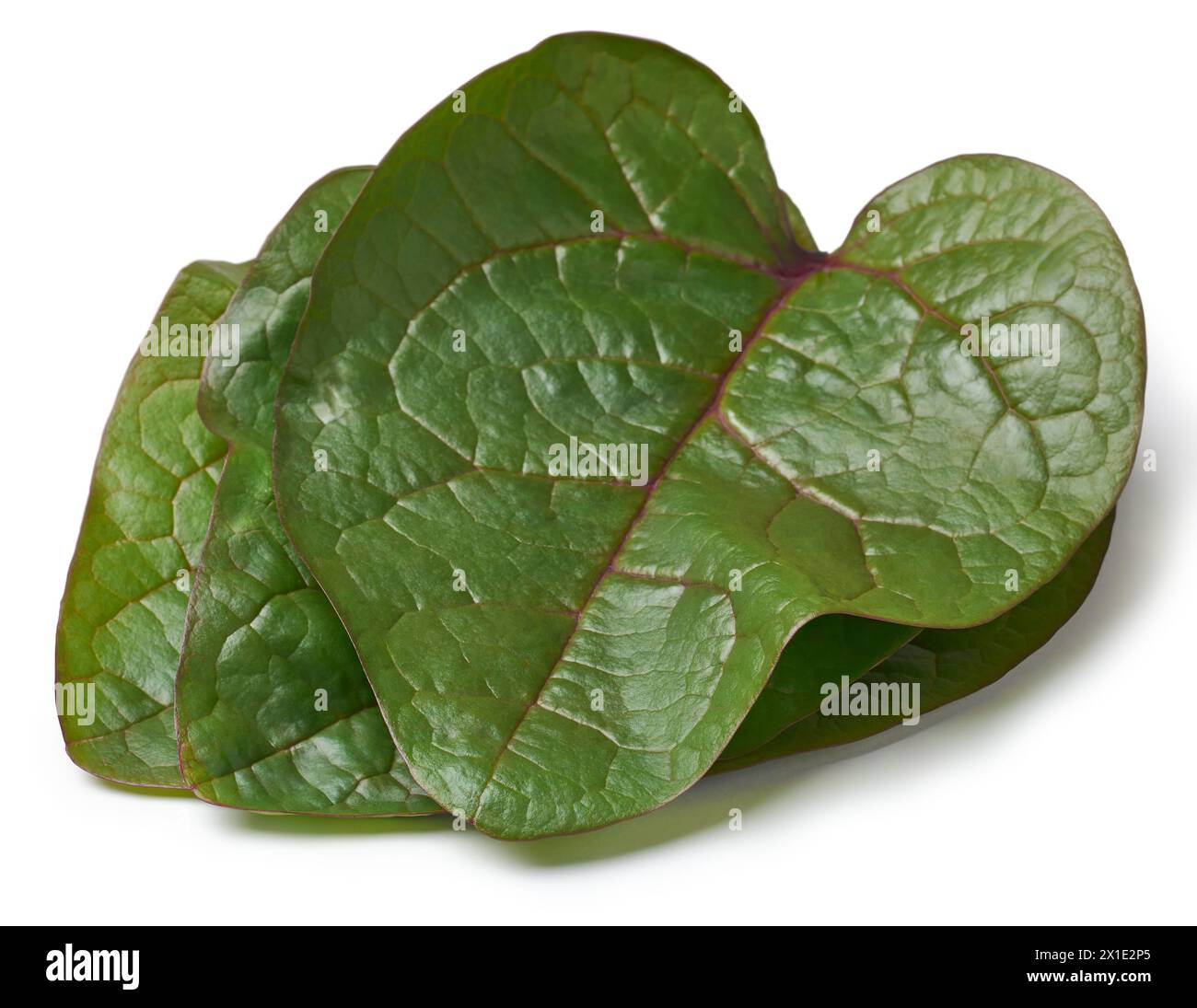 spinaci malabar foglie di fondo bianco isolato, spinaci ceylon, indiani o di vite, basella alba vegetale tropicale vegetale vegetale vegetale primo piano Foto Stock