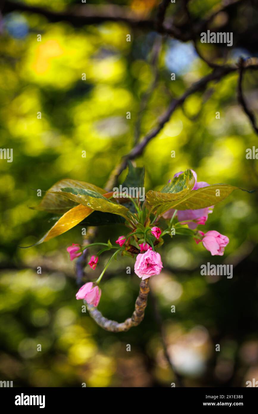 Macrofo di fiore di ciliegia Foto Stock